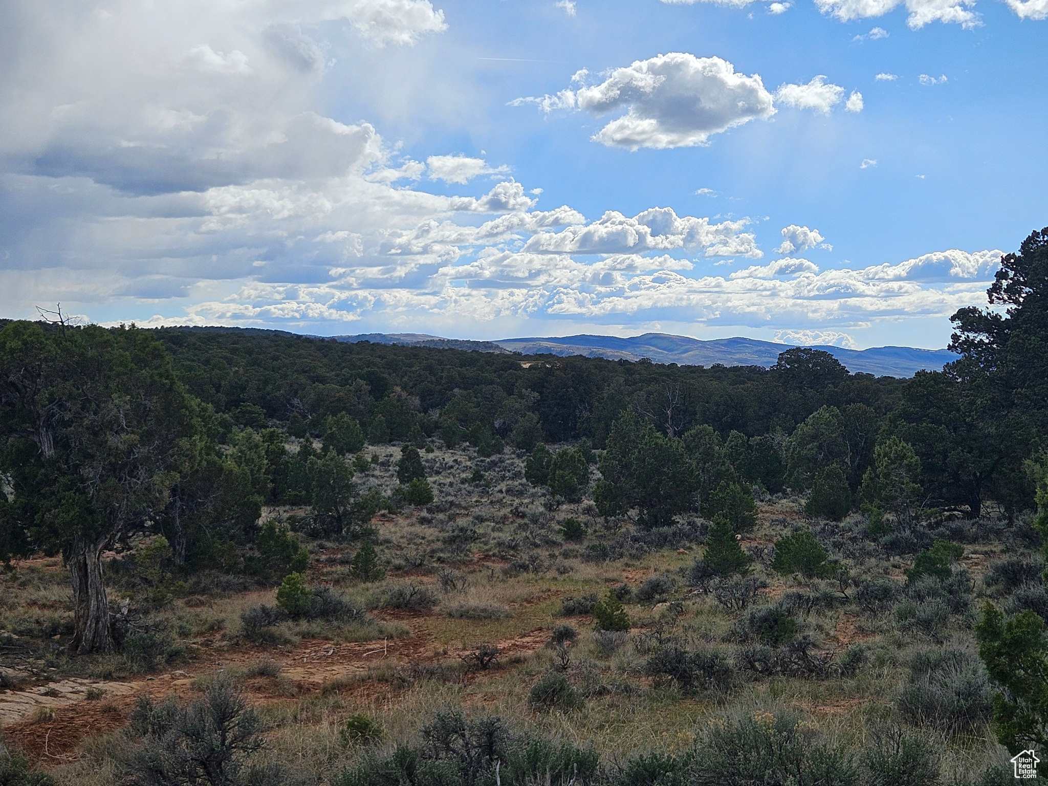 TABBY SHADOWS - Land