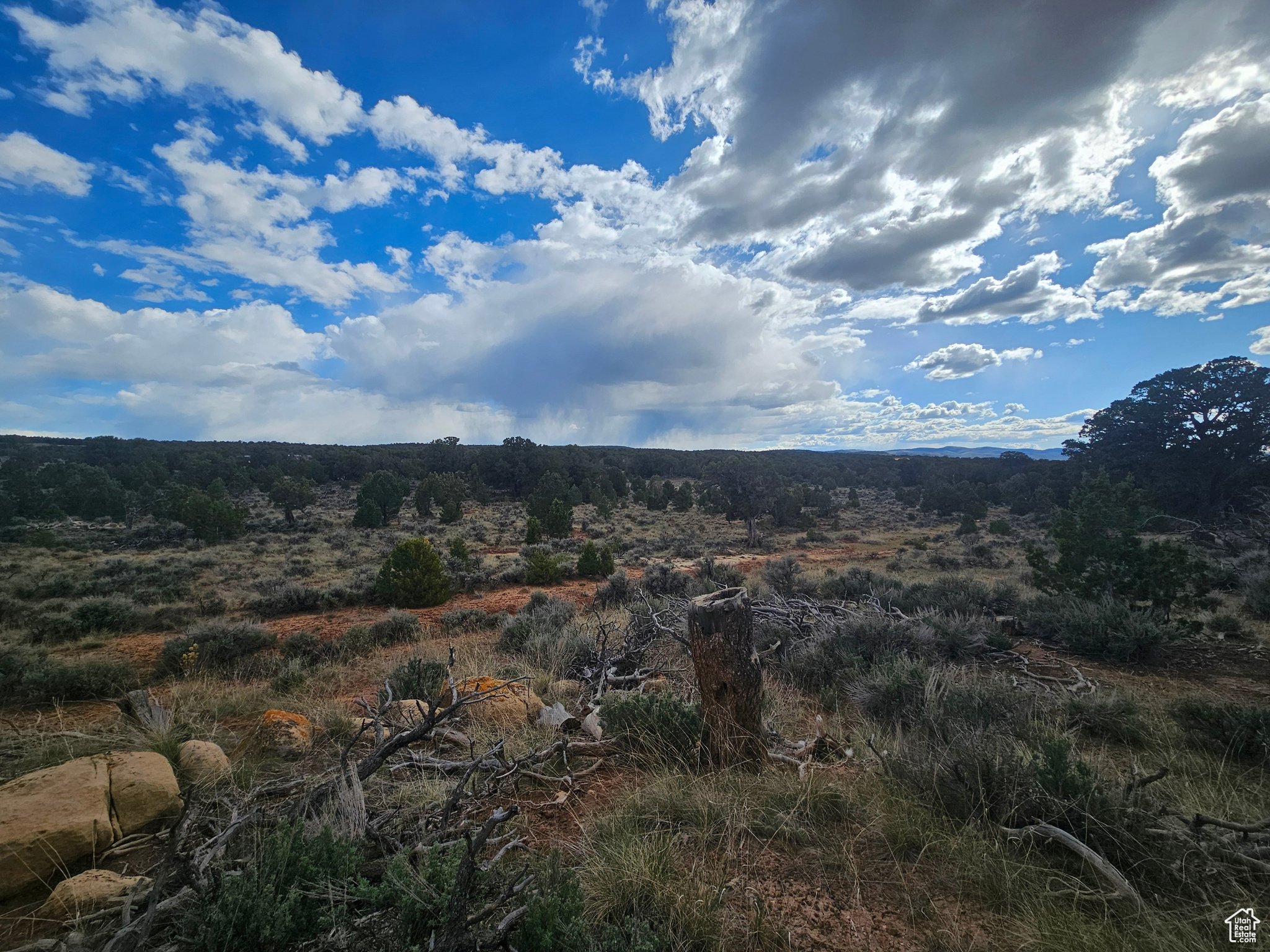 TABBY SHADOWS - Land