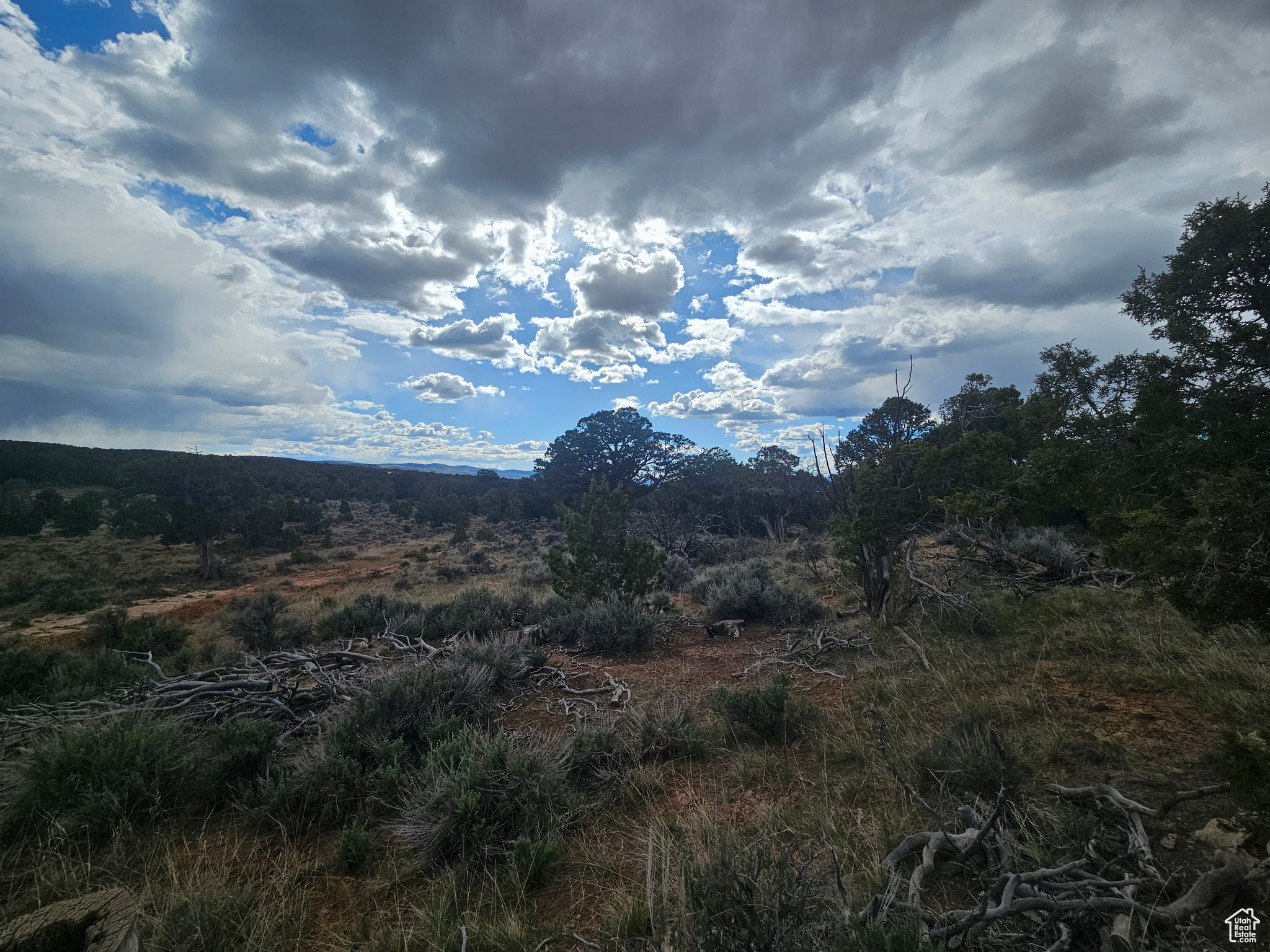 TABBY SHADOWS - Land