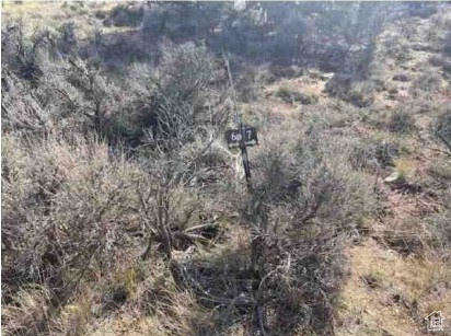 TABBY SHADOWS - Land