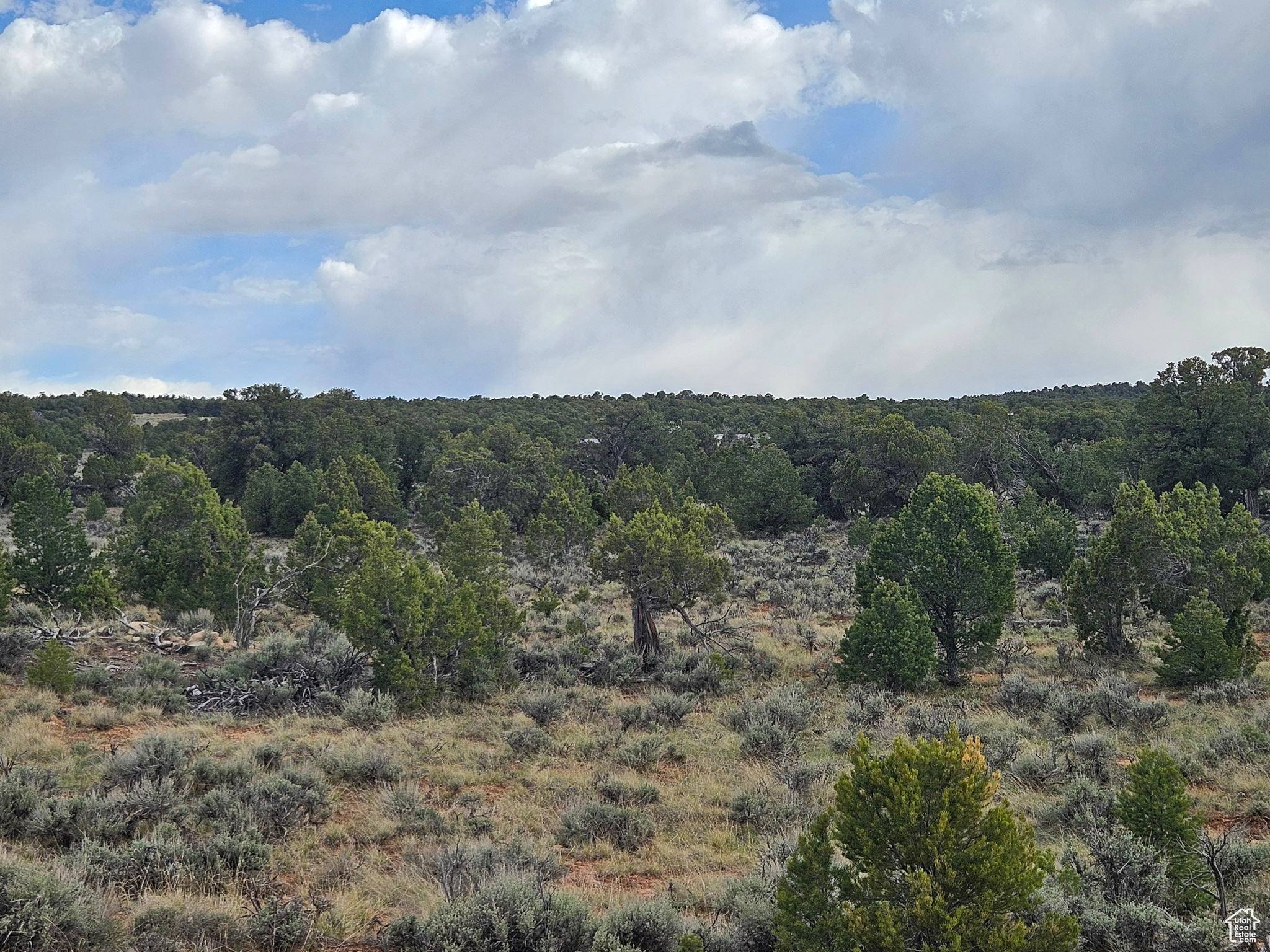 TABBY SHADOWS - Land