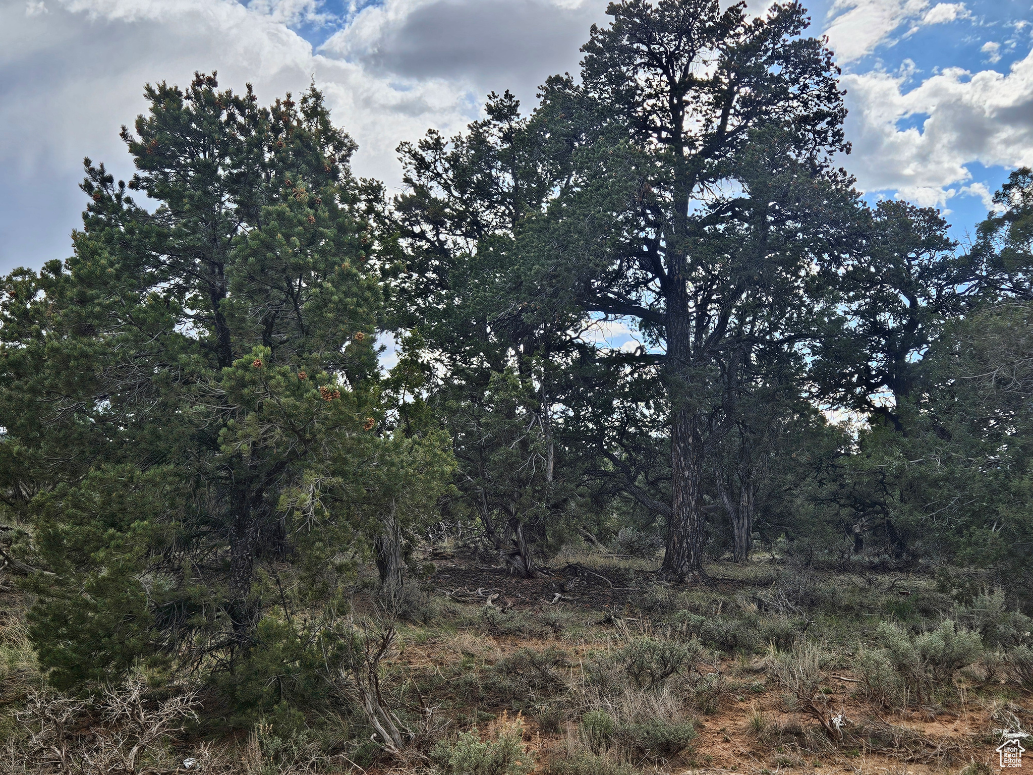 TABBY SHADOWS - Land