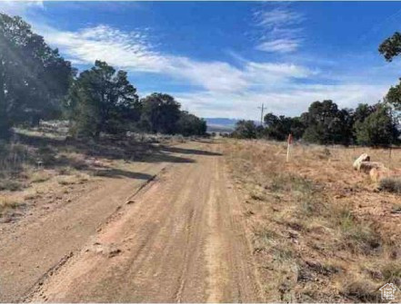 TABBY SHADOWS - Land