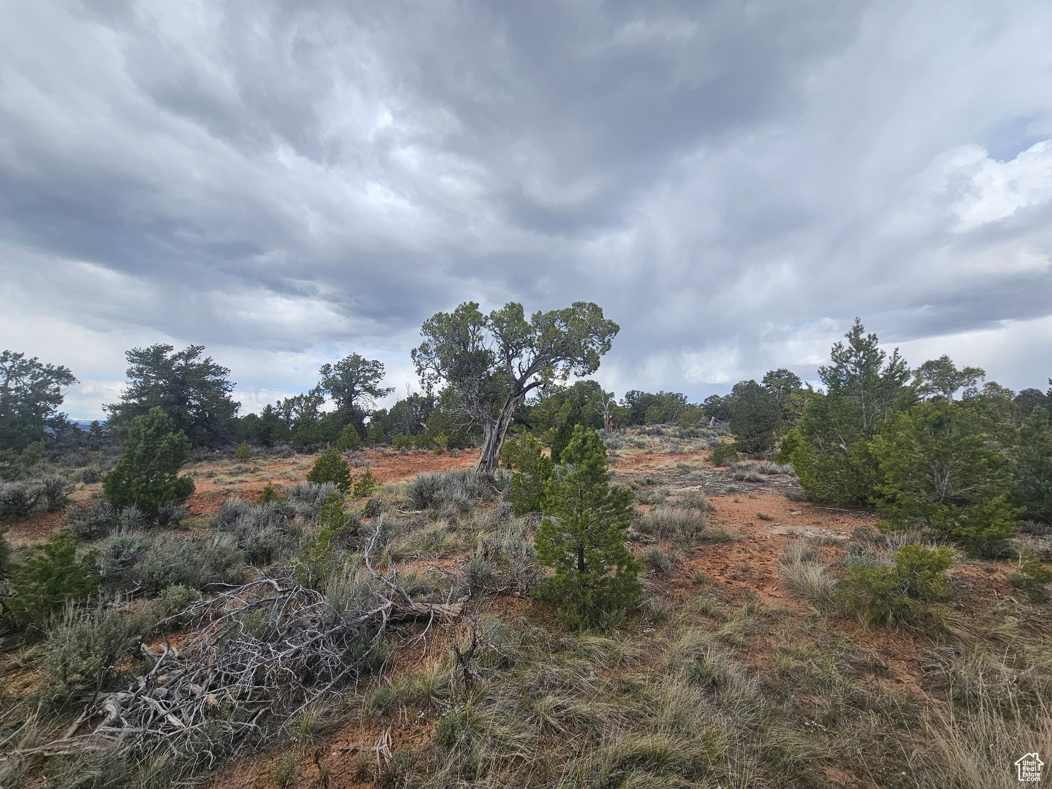 TABBY SHADOWS - Land