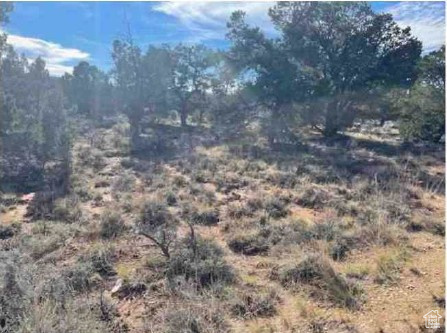 TABBY SHADOWS - Land