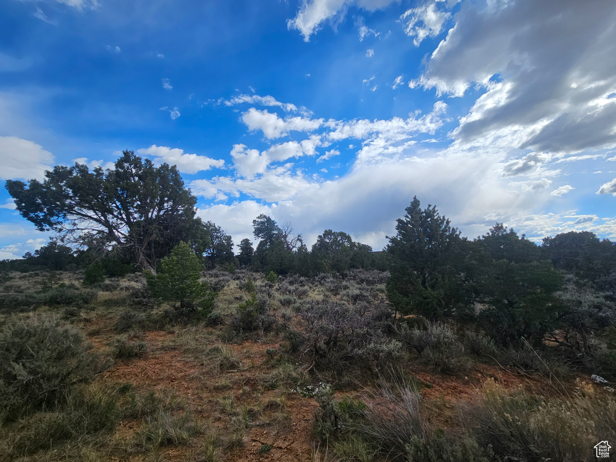 TABBY SHADOWS - Land