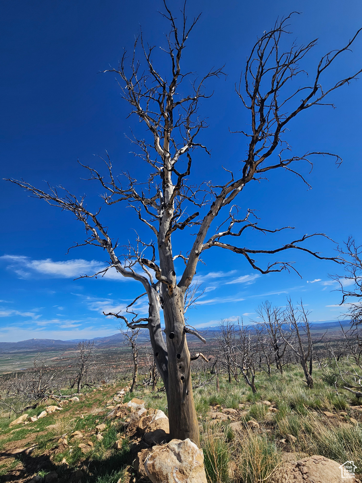 STRAWBERRY PROPERTIES - Land