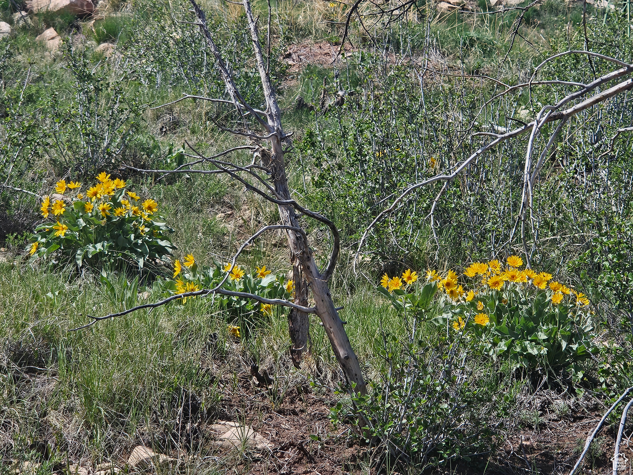 STRAWBERRY PROPERTIES - Land