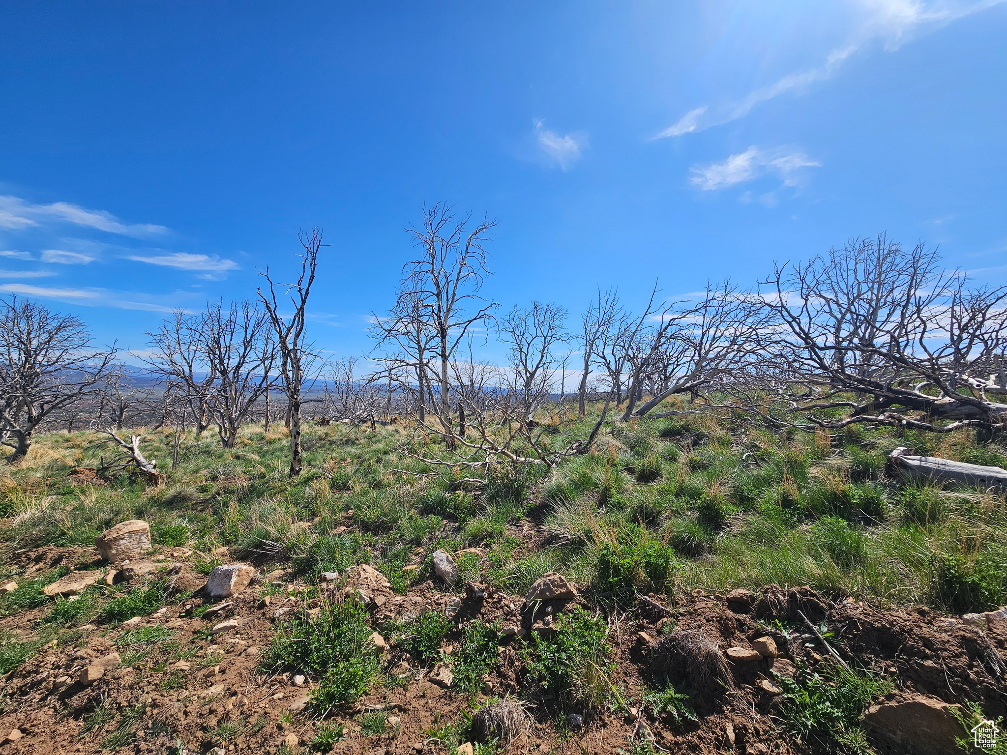 STRAWBERRY PROPERTIES - Land