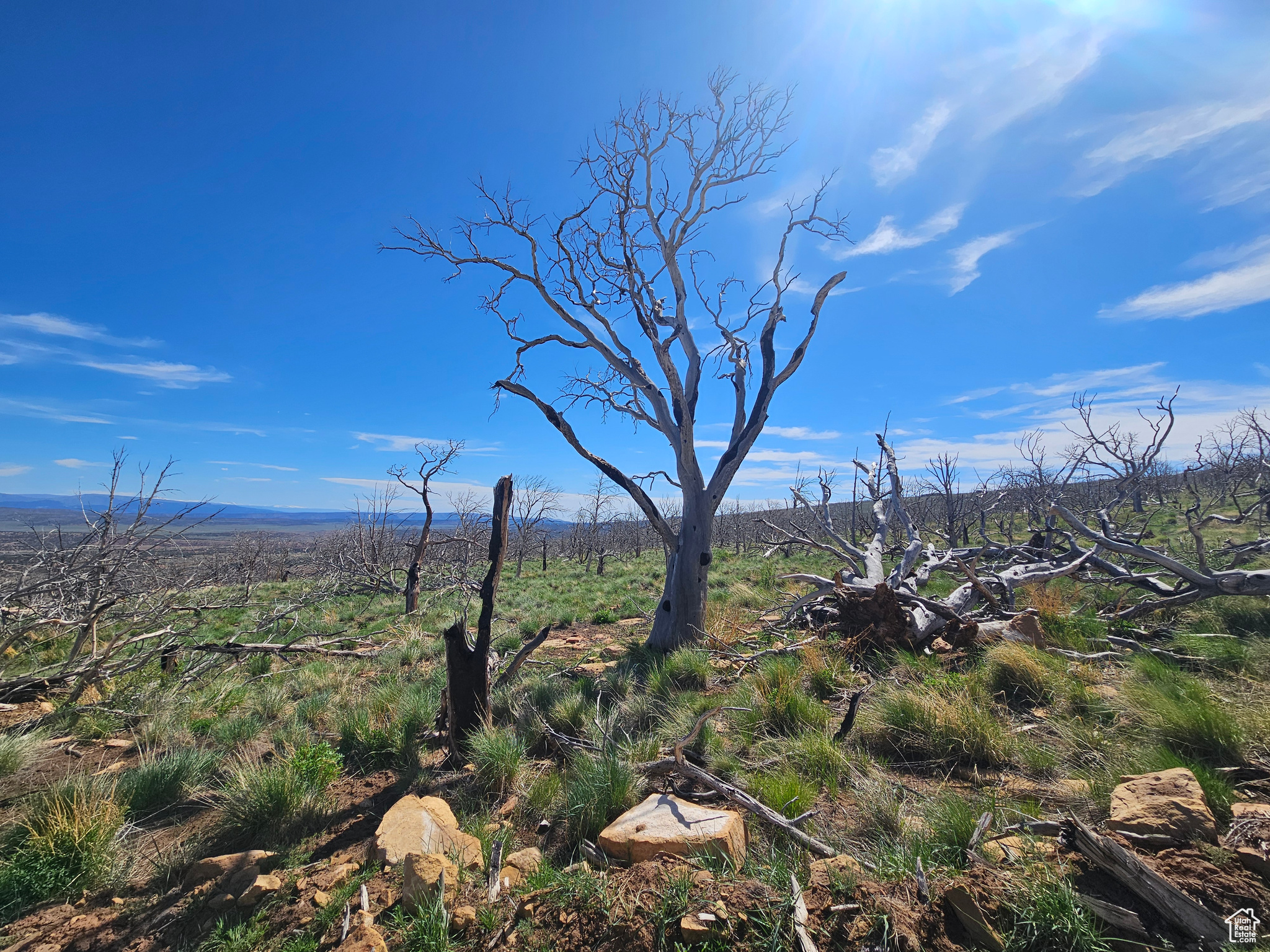 STRAWBERRY PROPERTIES - Land