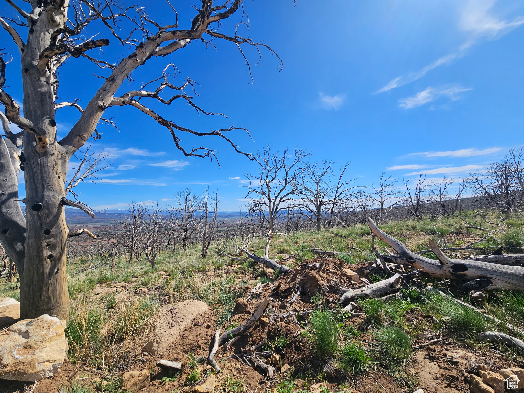 STRAWBERRY PROPERTIES - Land