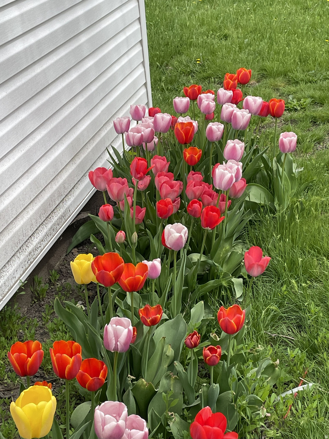 C AVE SUB AMENDED - Residential