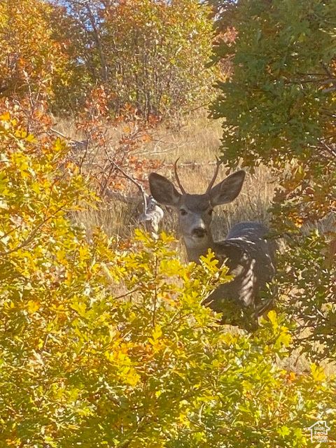 Tiny photo for #31K, Indianola, UT 84629 (MLS # 2115328)