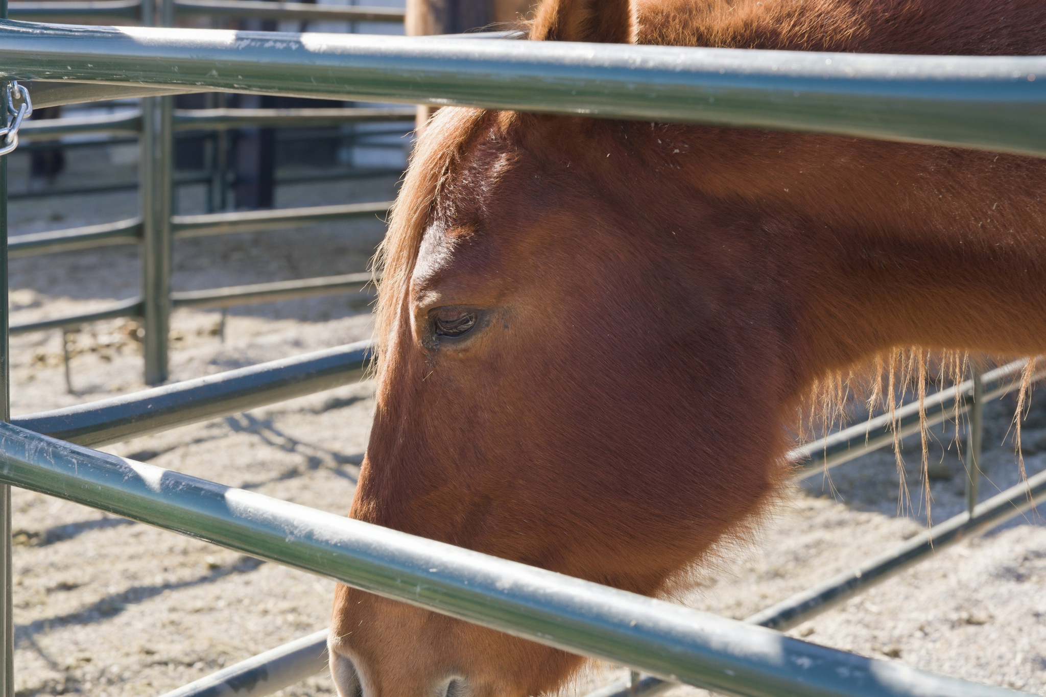 PHEASANT RIDGE ESTATES - Residential