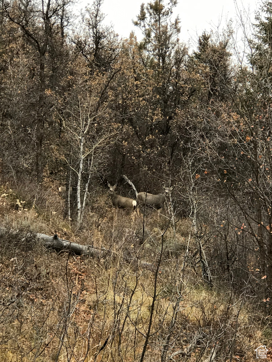 CAUSEY ESTATES SUBDIVISION #2 - Land