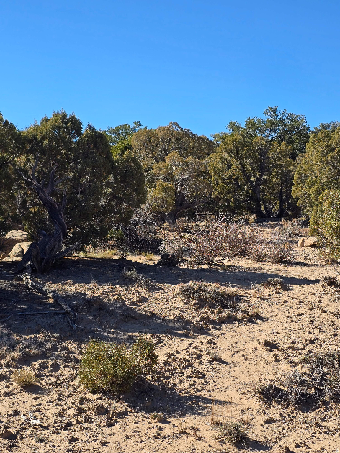 BUCKHORN MESA - Land