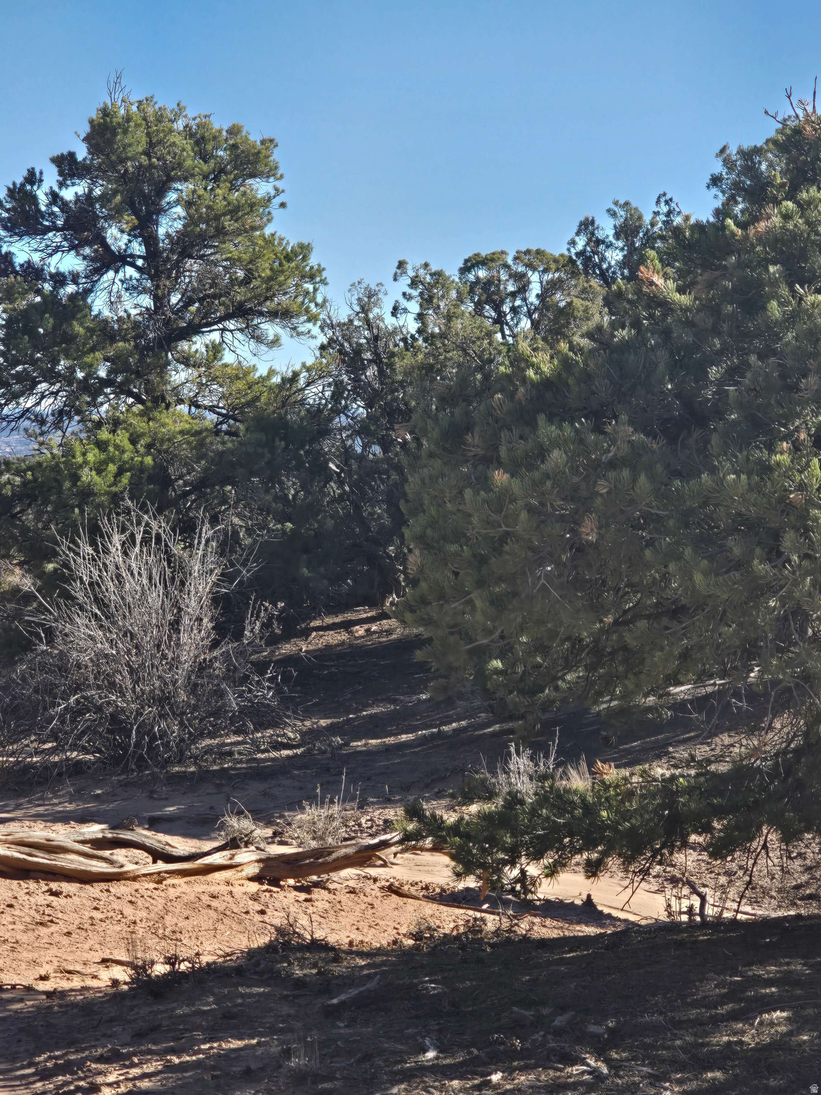 BUCKHORN MESA - Land