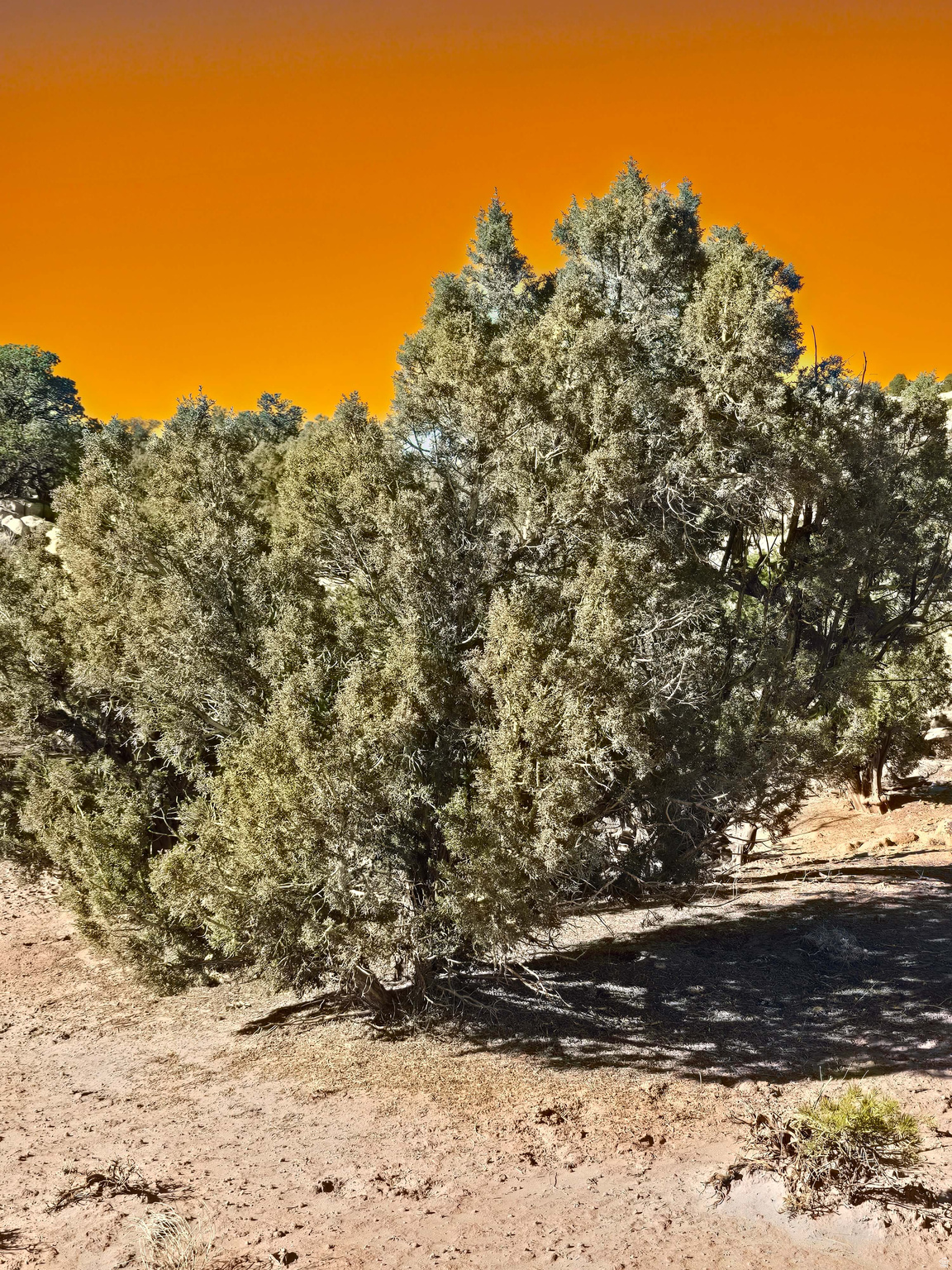 BUCKHORN MESA - Land