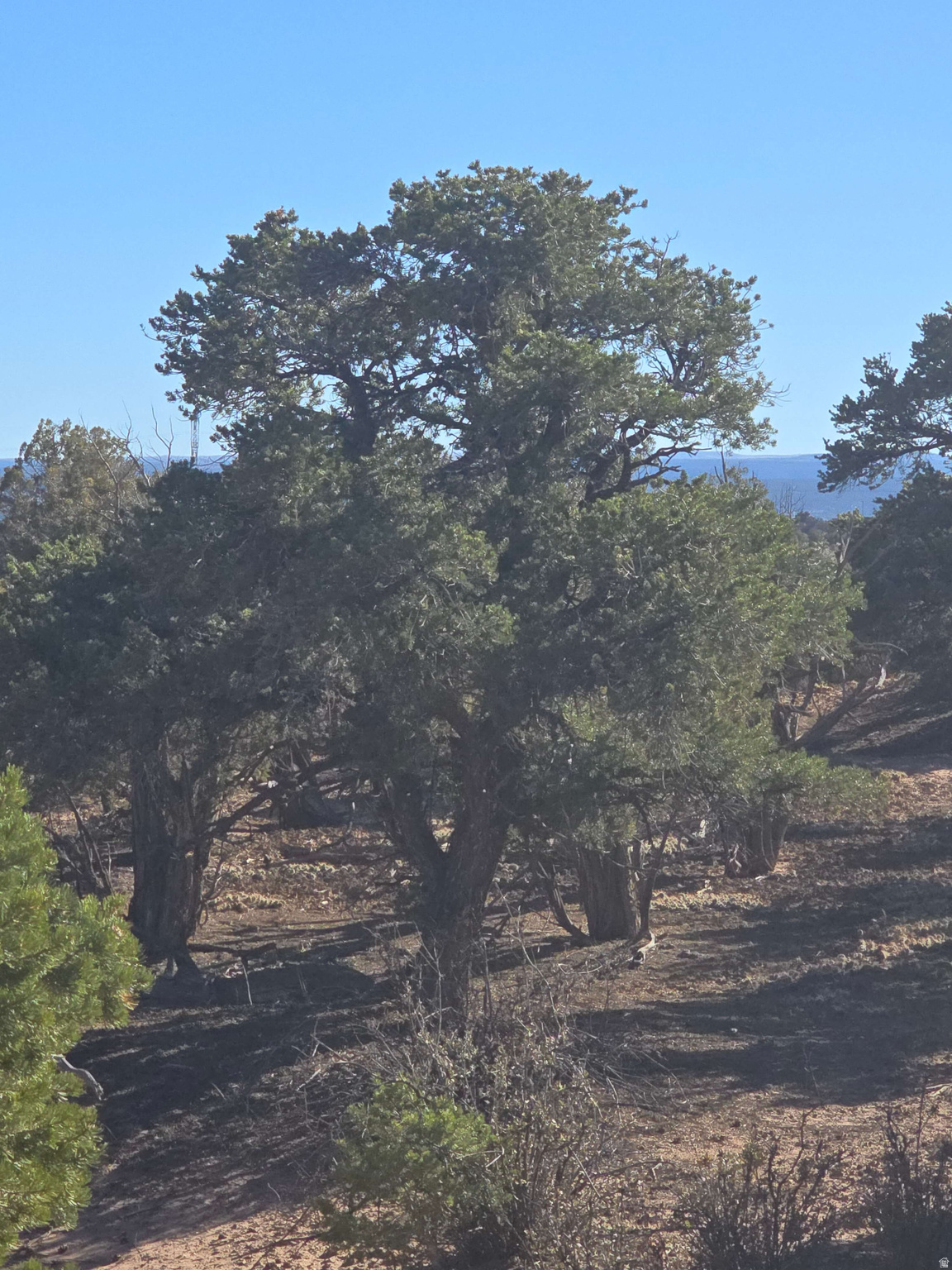 BUCKHORN MESA - Land