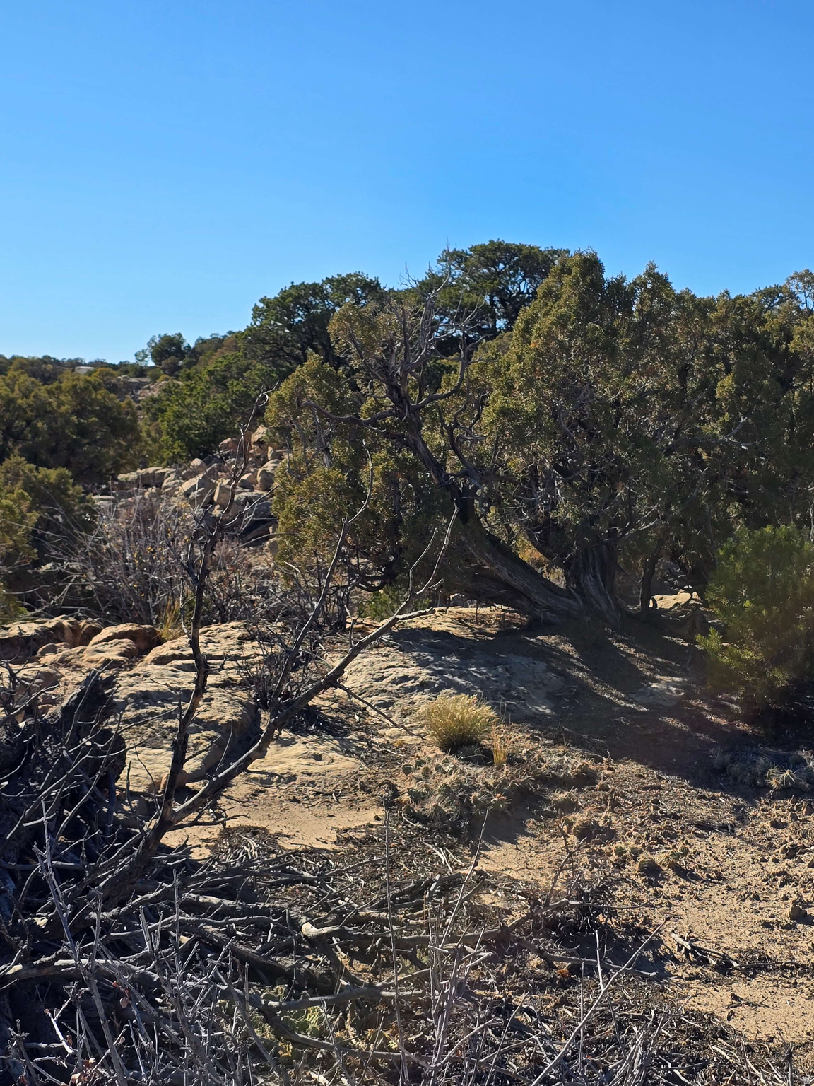 BUCKHORN MESA - Land