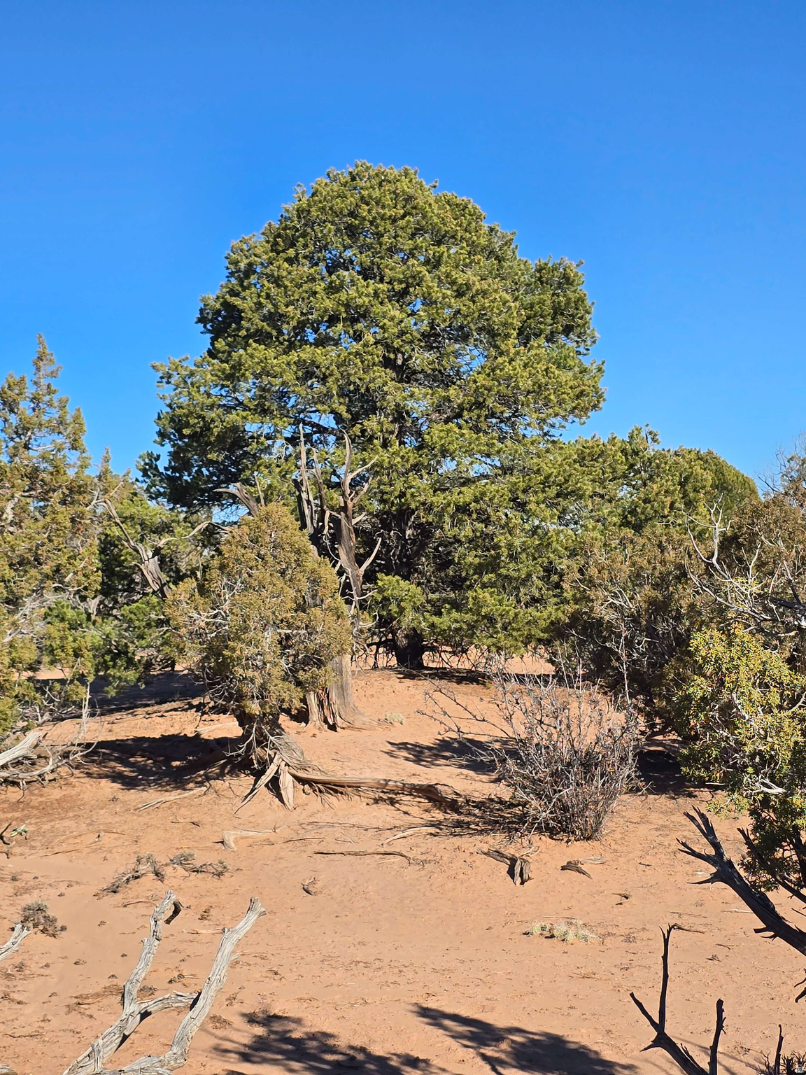 BUCKHORN MESA - Land