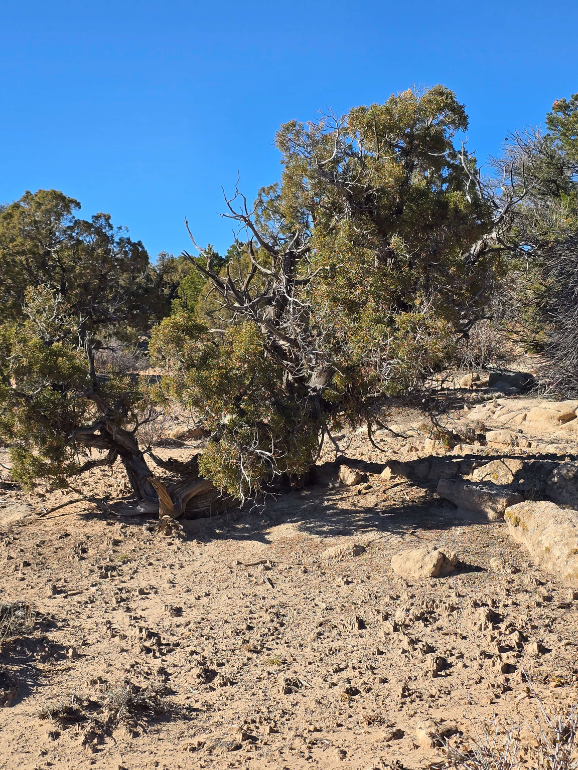 BUCKHORN MESA - Land