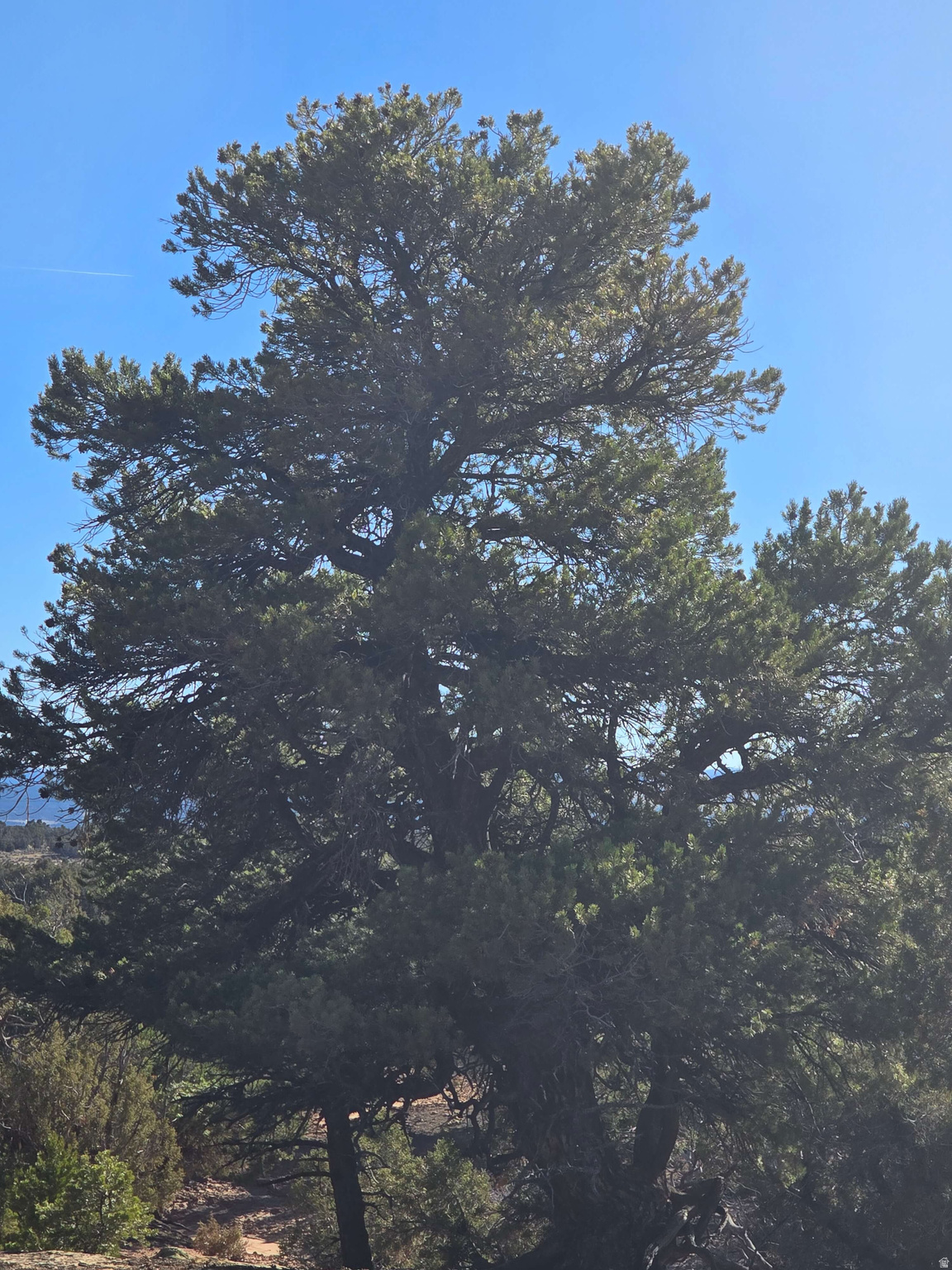 BUCKHORN MESA - Land