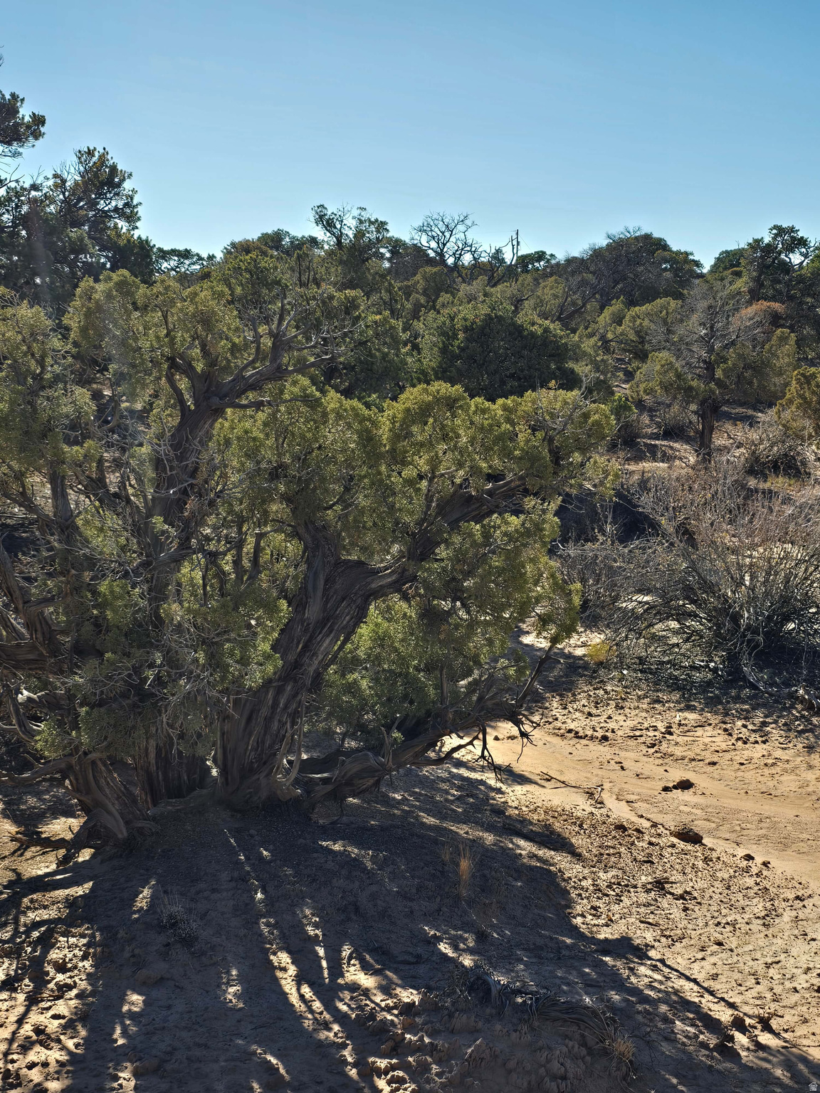 BUCKHORN MESA - Land