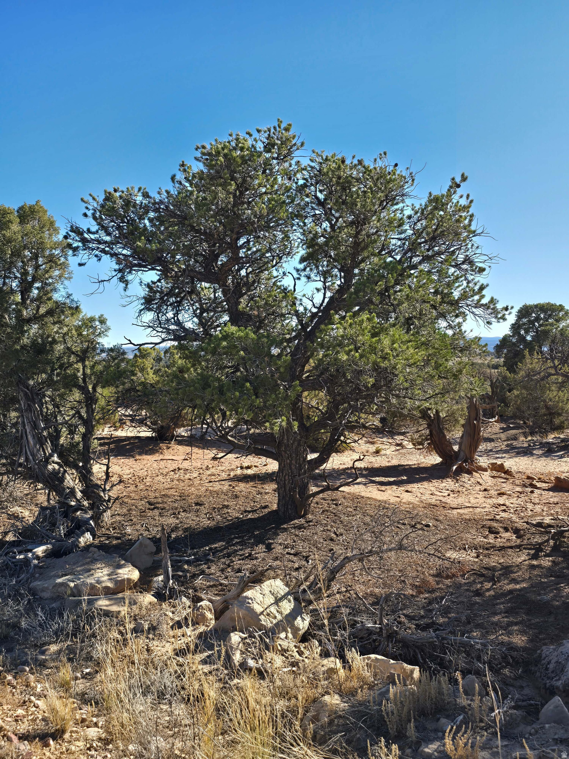 BUCKHORN MESA - Land