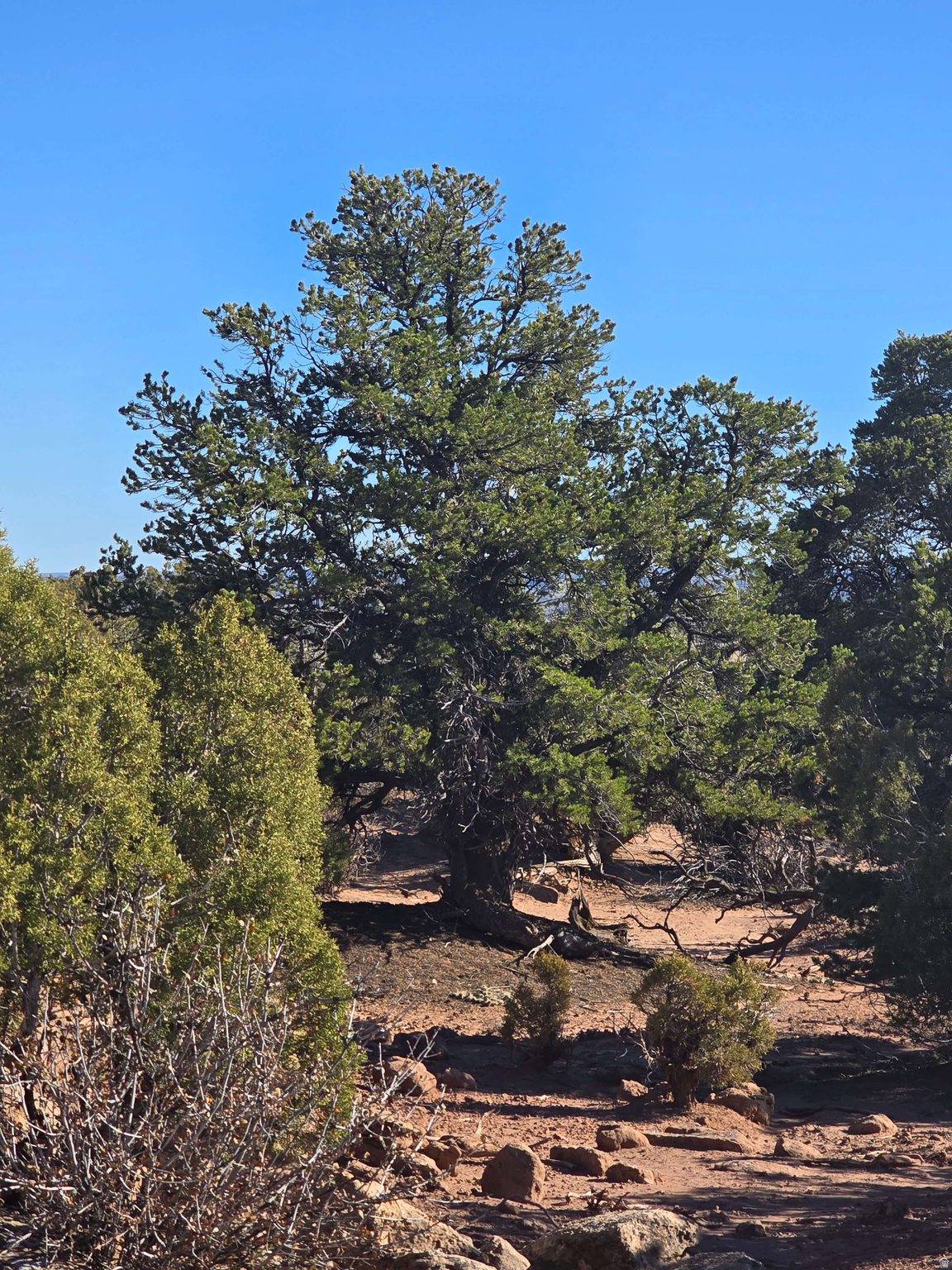 BUCKHORN MESA - Land