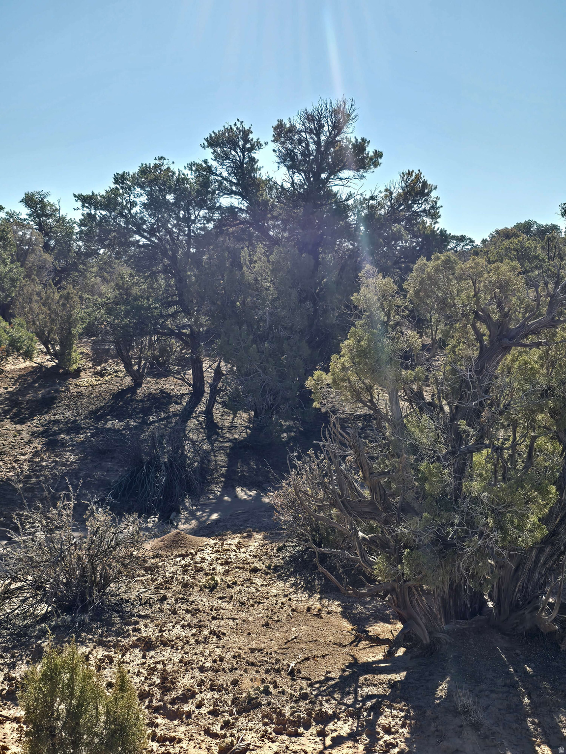 BUCKHORN MESA - Land