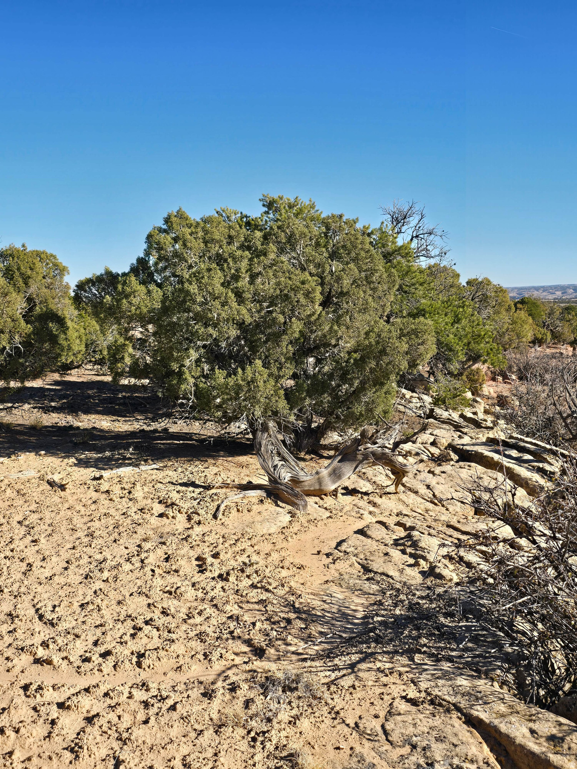 BUCKHORN MESA - Land