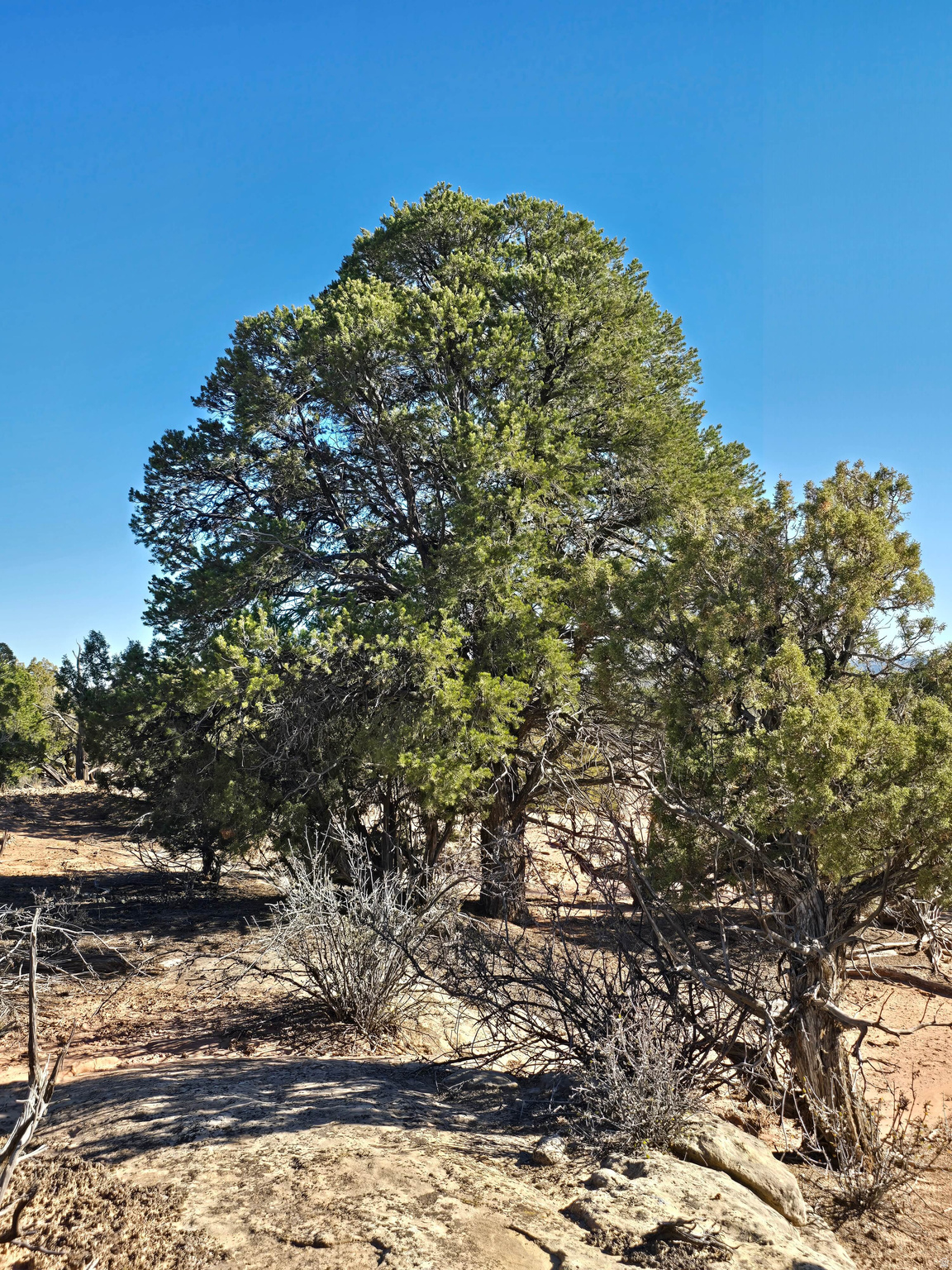 BUCKHORN MESA - Land