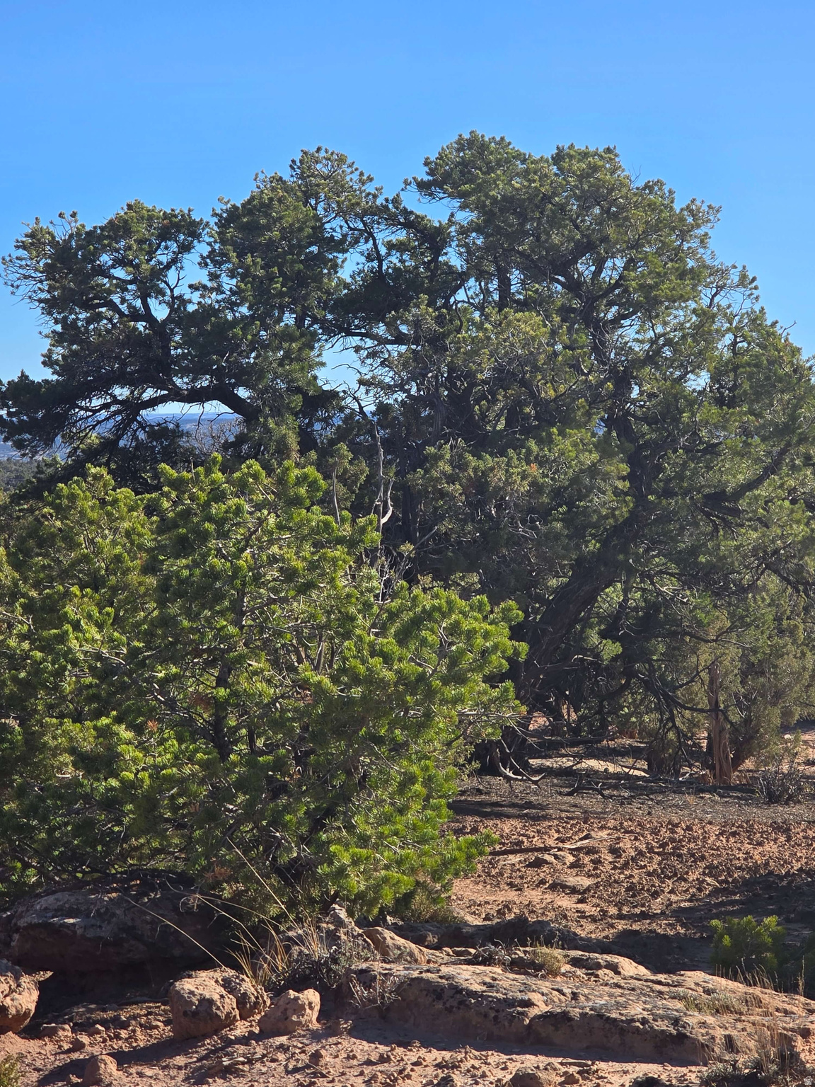 BUCKHORN MESA - Land