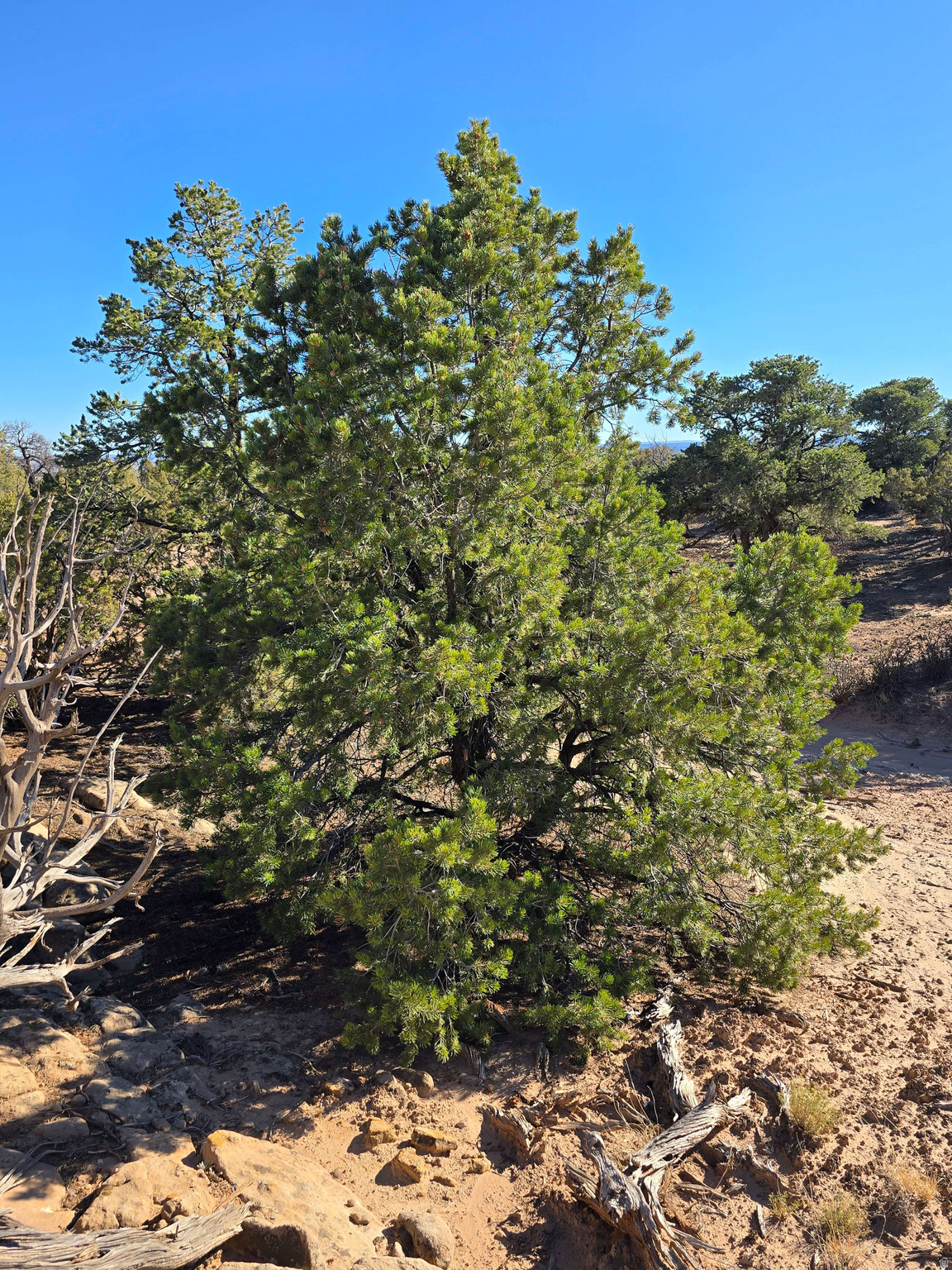 BUCKHORN MESA - Land
