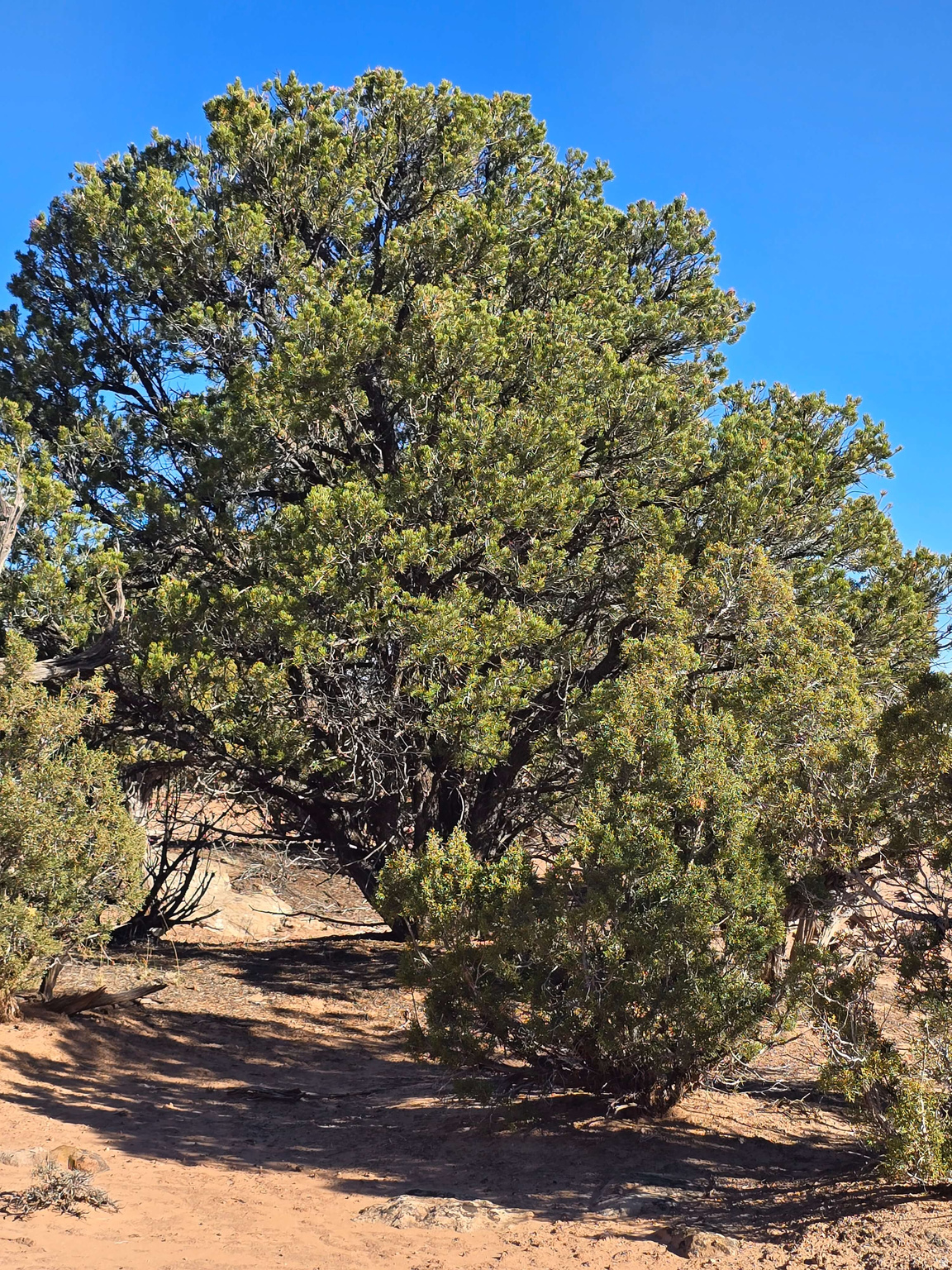 BUCKHORN MESA - Land