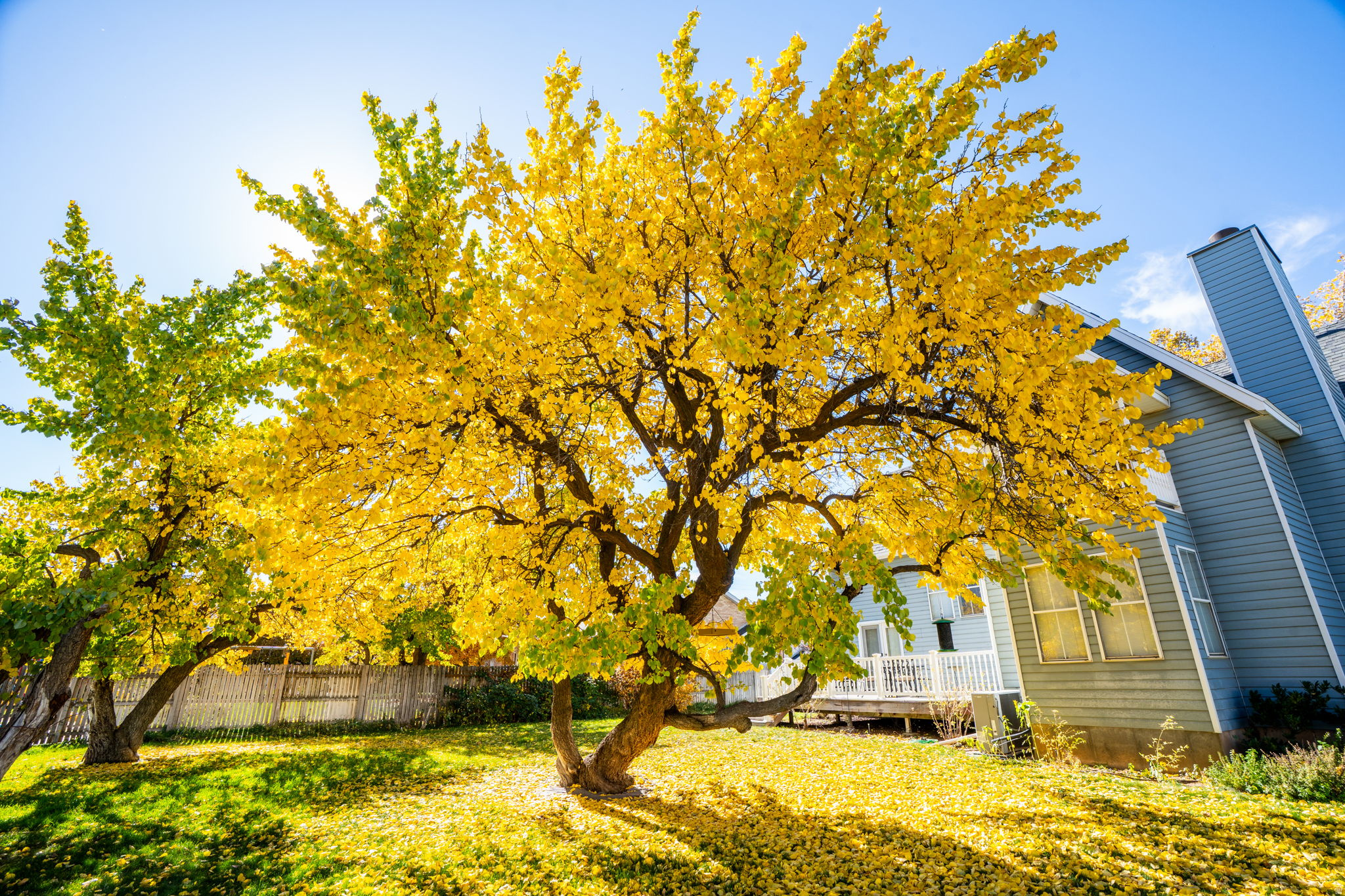 MAPLE BREEZE - Residential