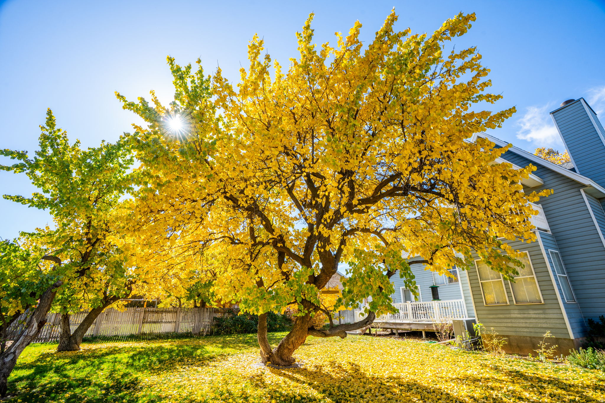 MAPLE BREEZE - Residential