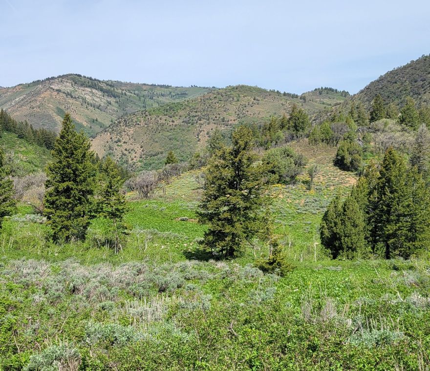 This gated 40-acre treasure isn't merely land; it's a private chapter you can live in, a recreational refuge whose beauty feels both timeless and singular.  Tucked away in a hidden corner of Weber County, it waits under the shadow of Powder Mountain, perched on a bench above the Middle Fork of the Ogden River. The north-facing terrain threads its way through timbered slopes, offering spectacular views that sweep across the valley and toward the distant ridgelines.  Step onto the property and you're transported into an unspoiled natural preserve, where the world hushes and the song of wildlife takes the foreground. The landscape invites exploration, from serene glades to vantage points that make the dramatic scenery feel intimate and immediate.  Within its contours lie level areas perfectly suited for a stand-out home site, offering privacy without compromise. For the Seller's family, the land has served as a sanctuary of private camping and recreation-a place where fall hunting opportunities have been cherished for 21 years straight.  The property is bounded on two sides by National Forest land, a generous frontier that preserves its wild character. With heavy hearts, the Seller presents this extraordinary tract, as they turn toward another chapter of outdoor opportunity and new adventures beyond the gate.  F-40 Zoning.  Well and Septic Tank will be required to build a cabin.  Located between the first and 2nd Sunridge Gates.  Because the property is gated and is situated next to NFS land on two sides, the property is unique in terms of privacy.   Utah hunting is notoriously packed with hunters.   The sellers have always enjoyed complete privacy. This is one of the least developed areas in Weber County, still has large tracts of land that are in tact and not developed.   The perfect 40 acres, sitting next to Browns Hole which is State land and loaded with deer, moose and elk.   Every year the sellers have an opportunity at large mule deer and most years at least spot a trophy caliber mule deer. The property has fantastic vantage points to set up and glass adjacent hillsides to hold game with the  Middle fork of the Ogden directly below the property, drawing game in the warm months.