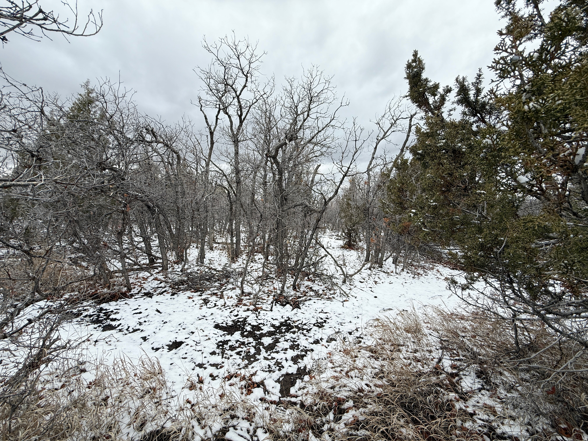 WHISPERING PINES III - Land