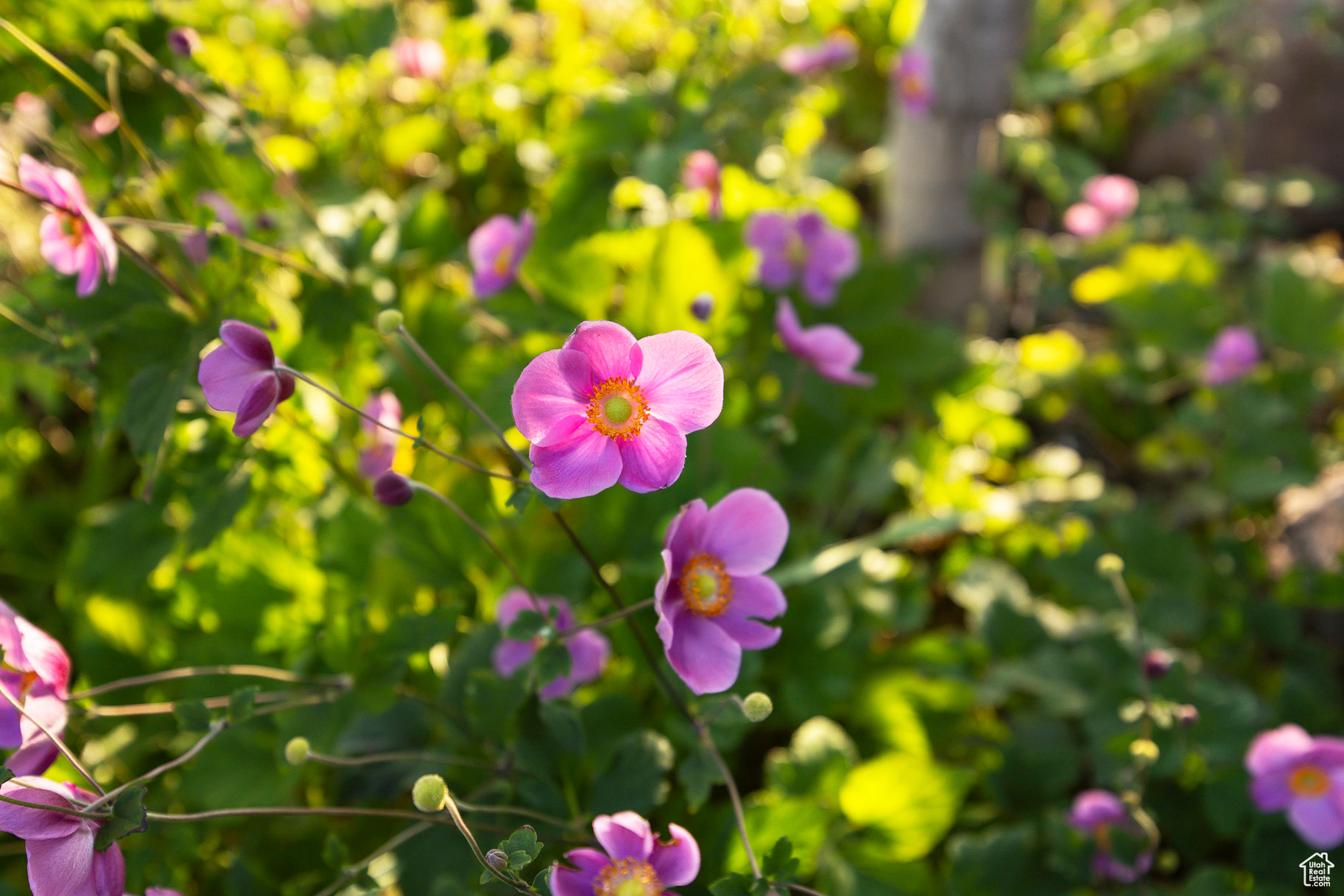 FEDERAL HEIGHTS - Residential