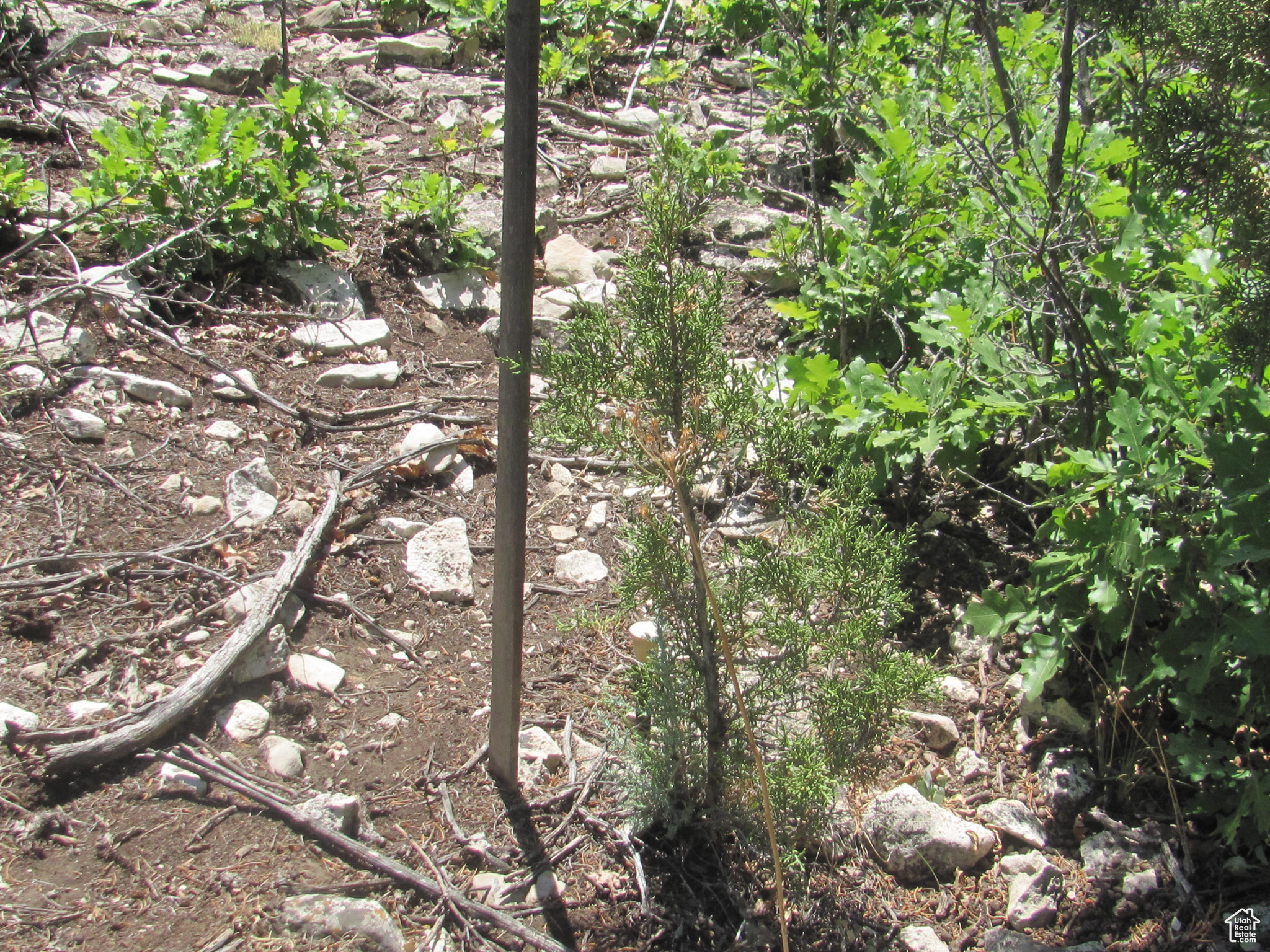 HORSESHOE MT RANCH - Land