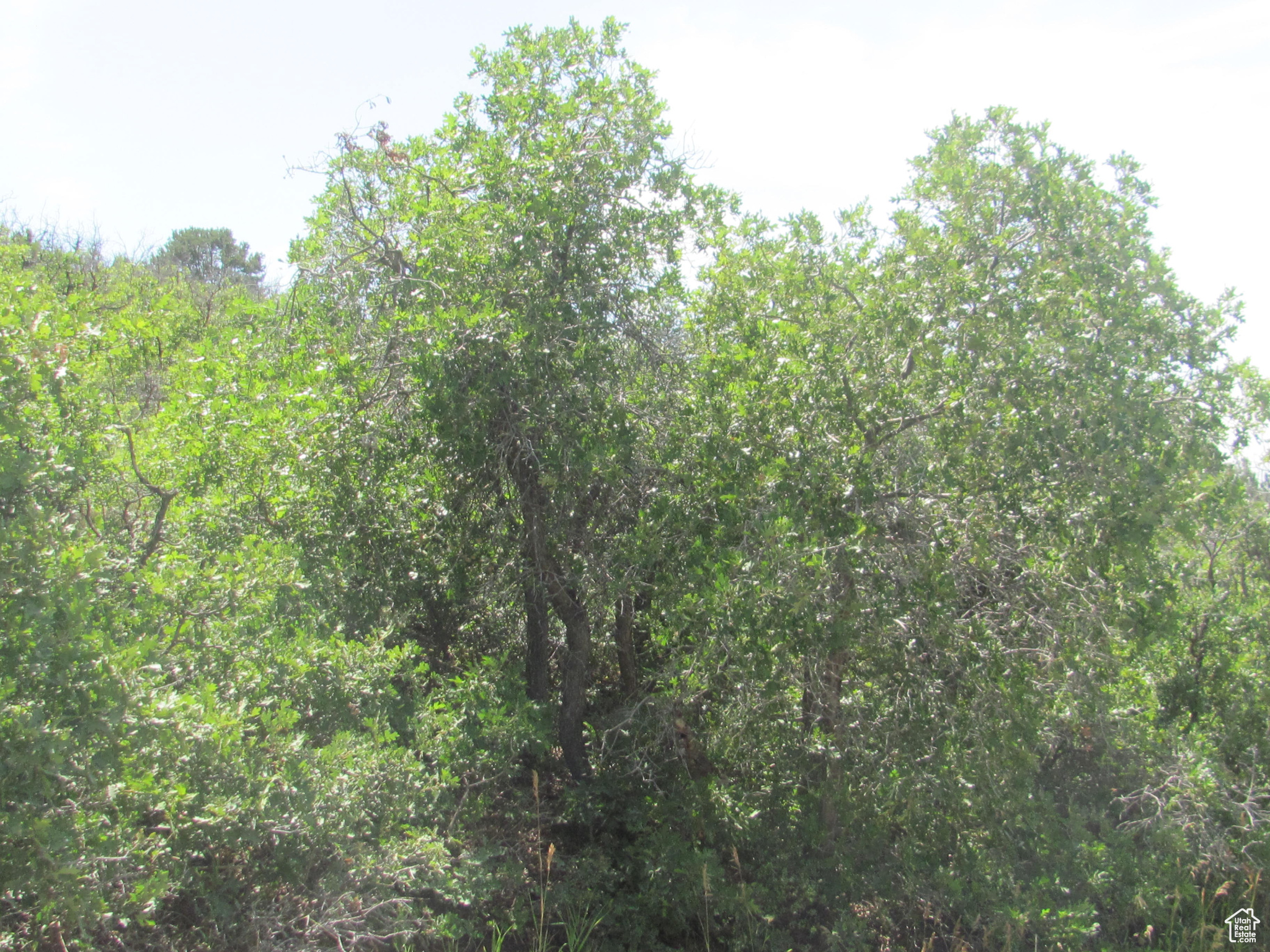 HORSESHOE MT RANCH - Land