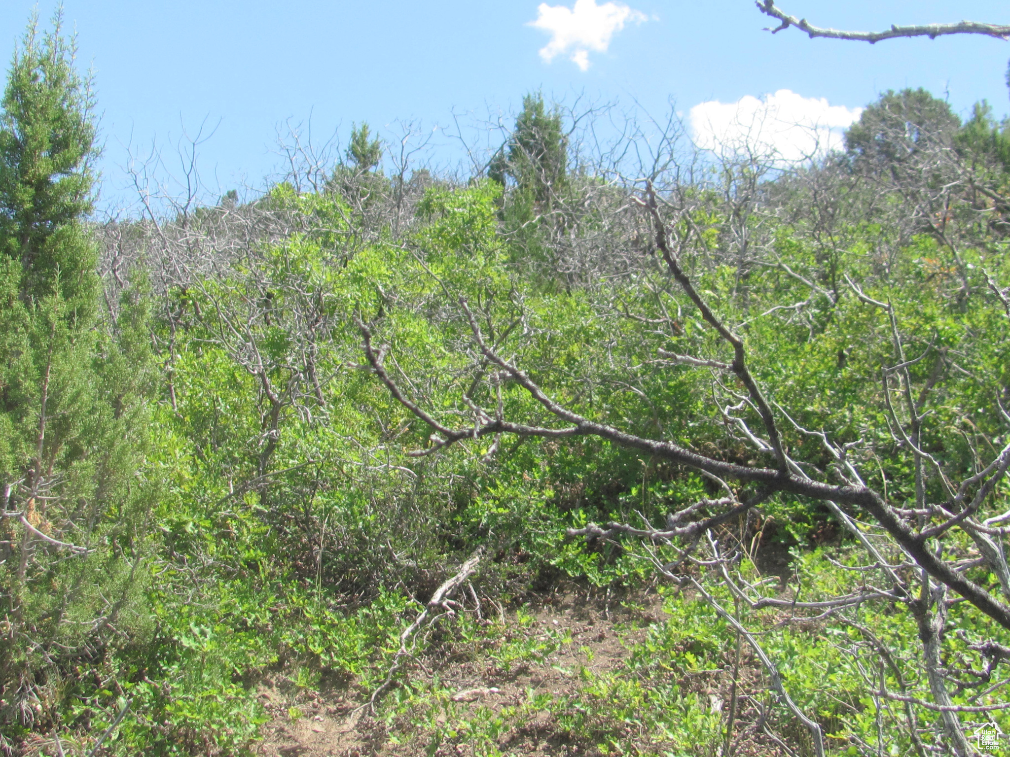 HORSESHOE MT RANCH - Land