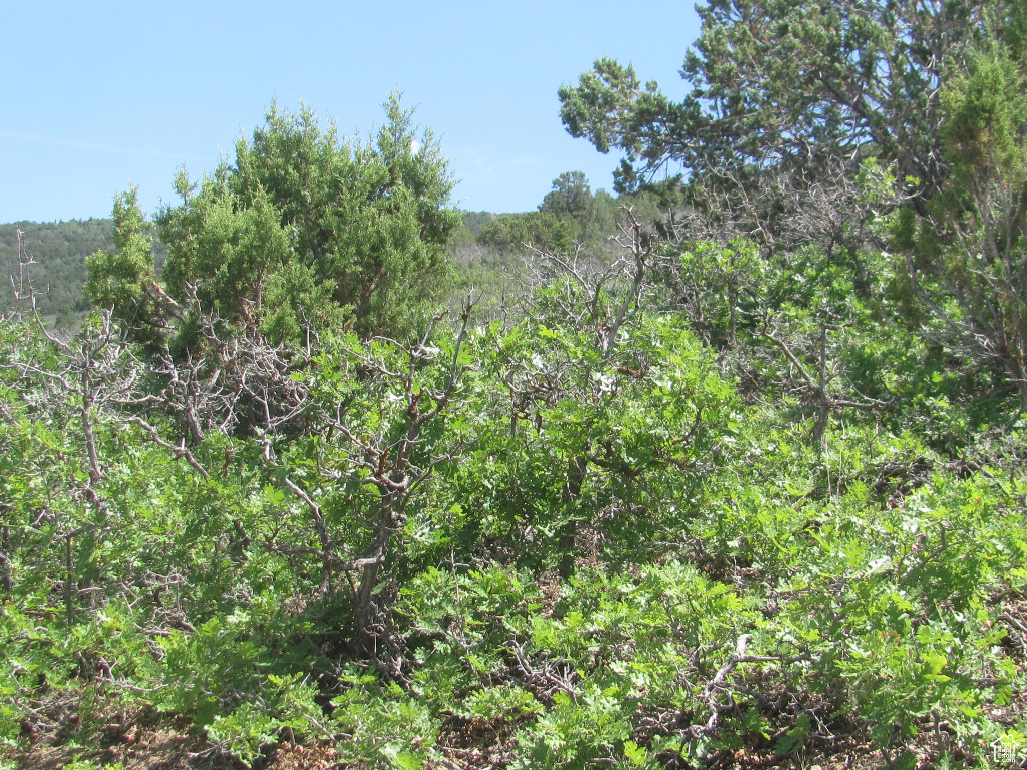 HORSESHOE MT RANCH - Land