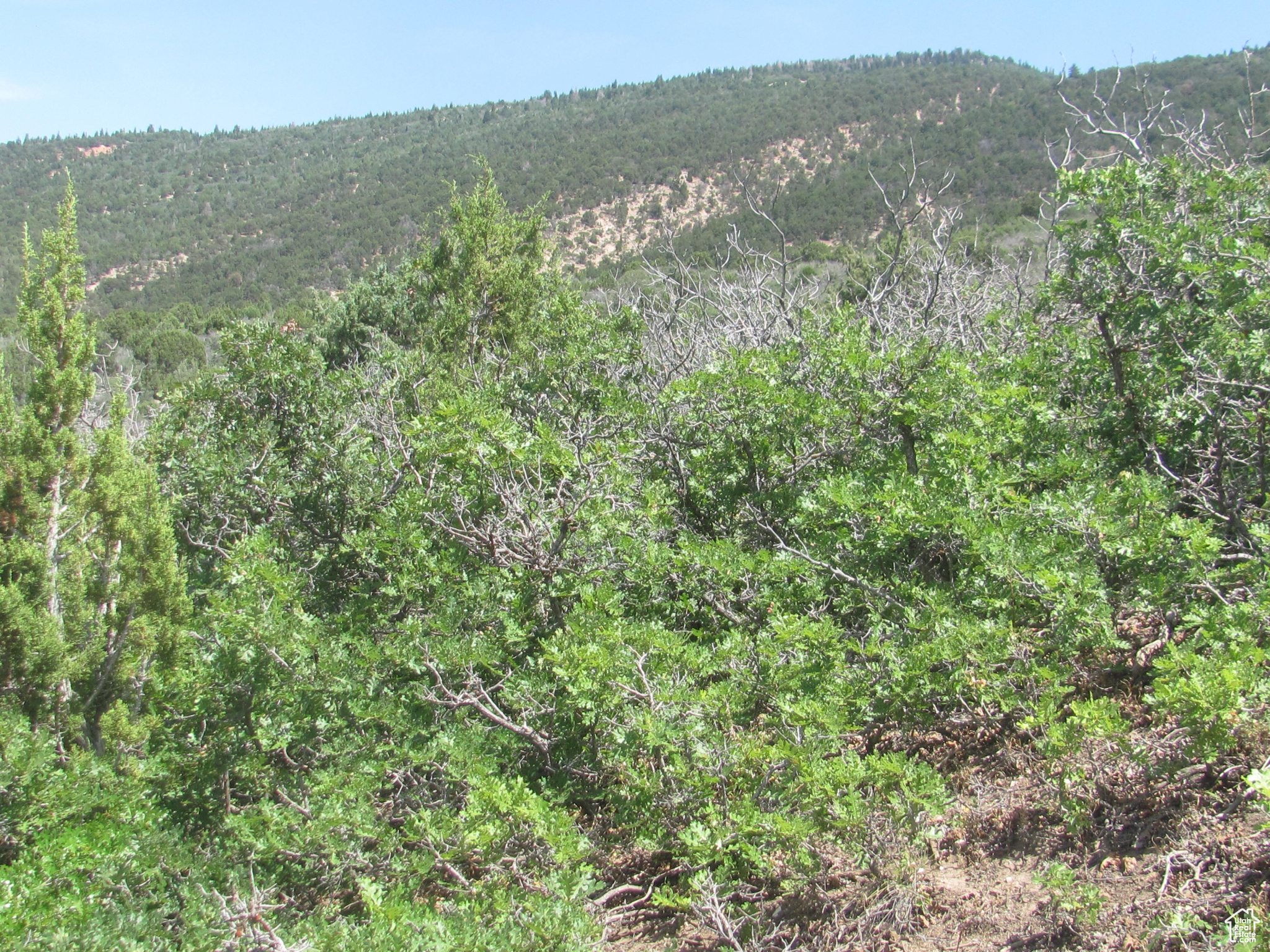 HORSESHOE MT RANCH - Land