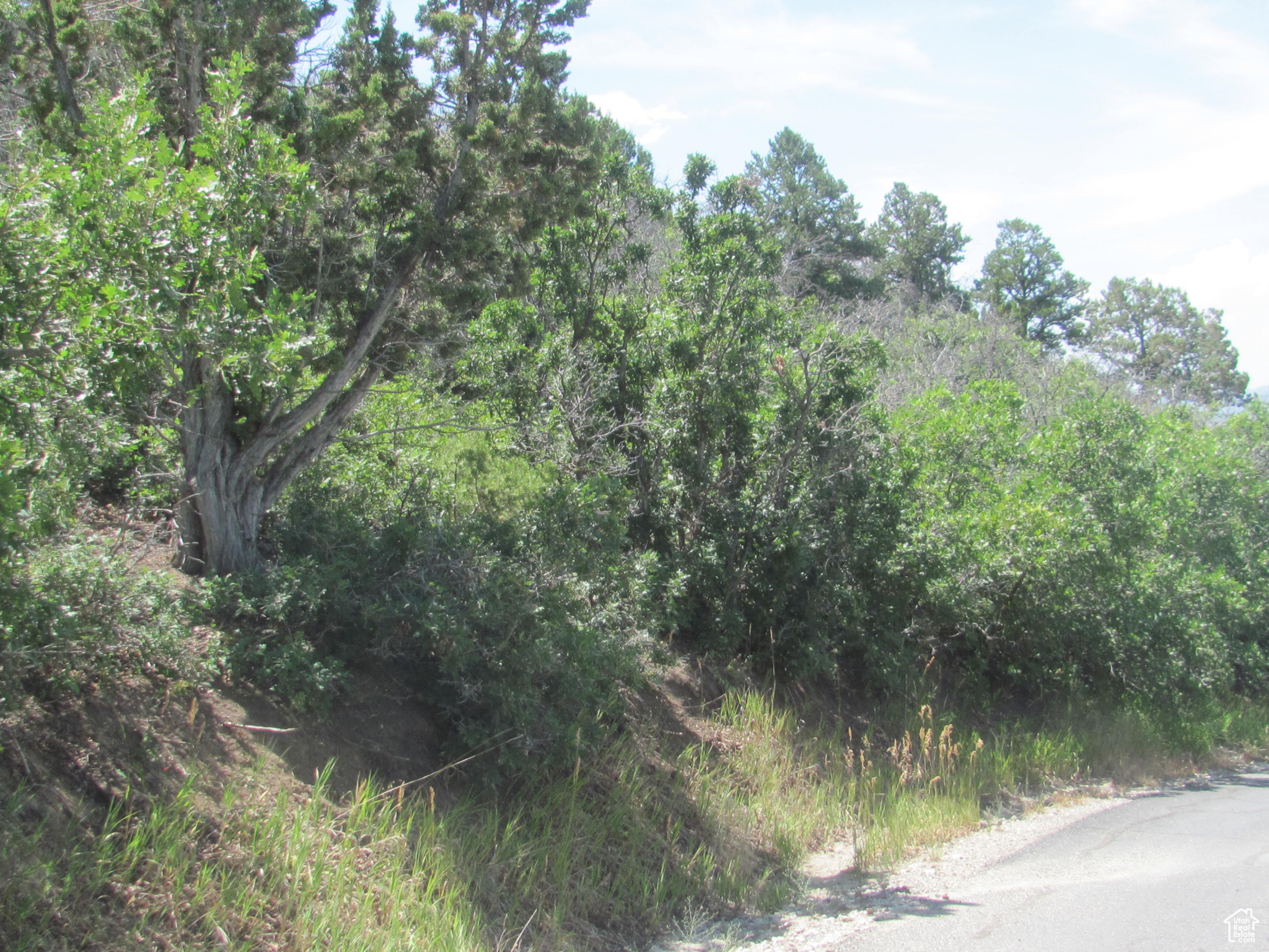 HORSESHOE MT RANCH - Land