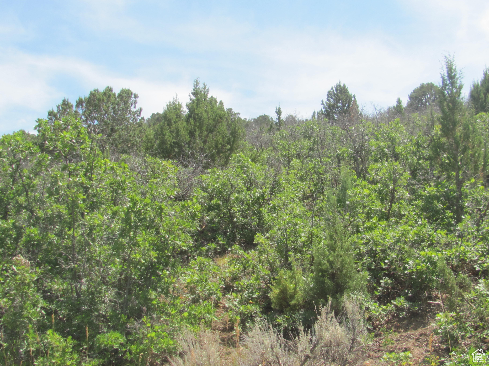 HORSESHOE MT RANCH - Land