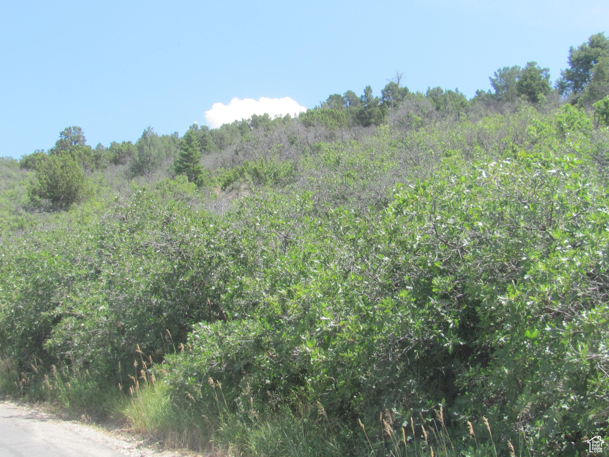 HORSESHOE MT RANCH - Land