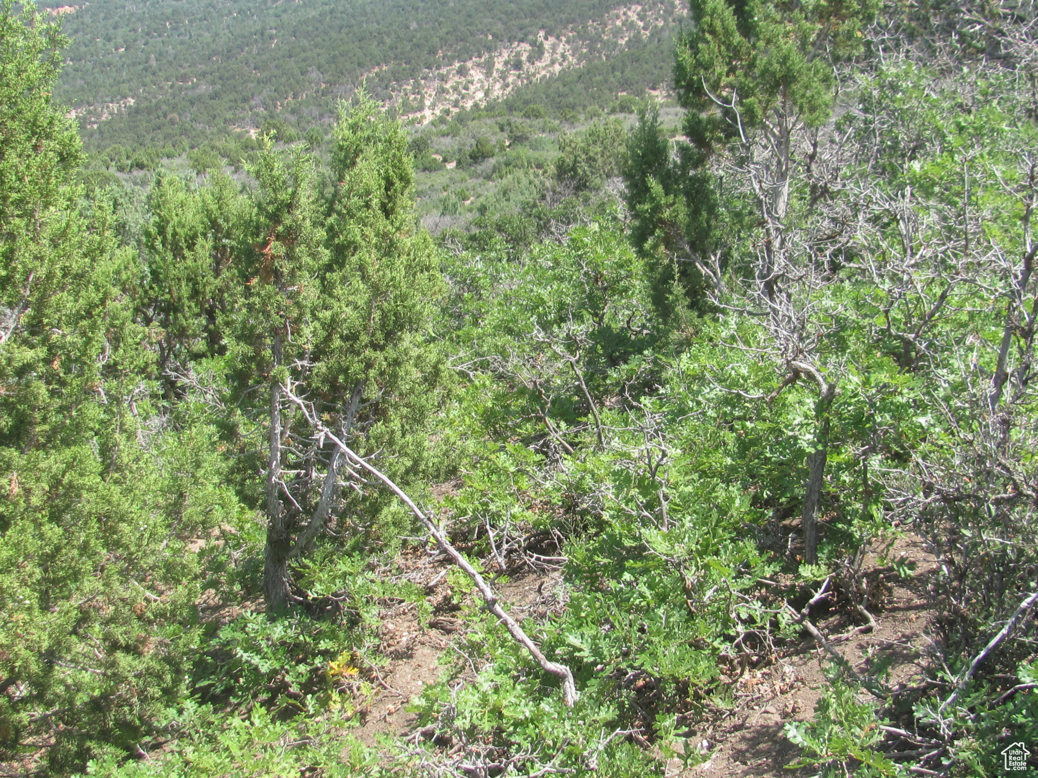 HORSESHOE MT RANCH - Land